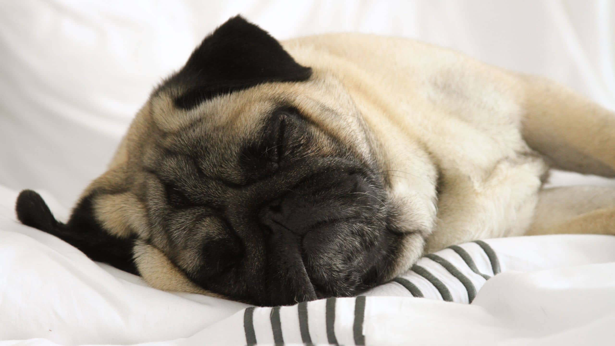 Close up of a dogs face sleeping on a bed