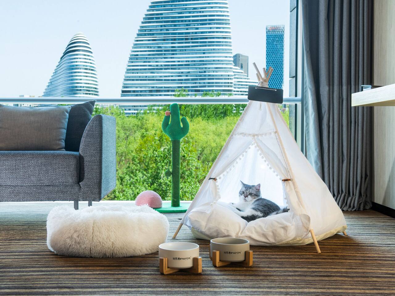 Petcation Experience Set-up