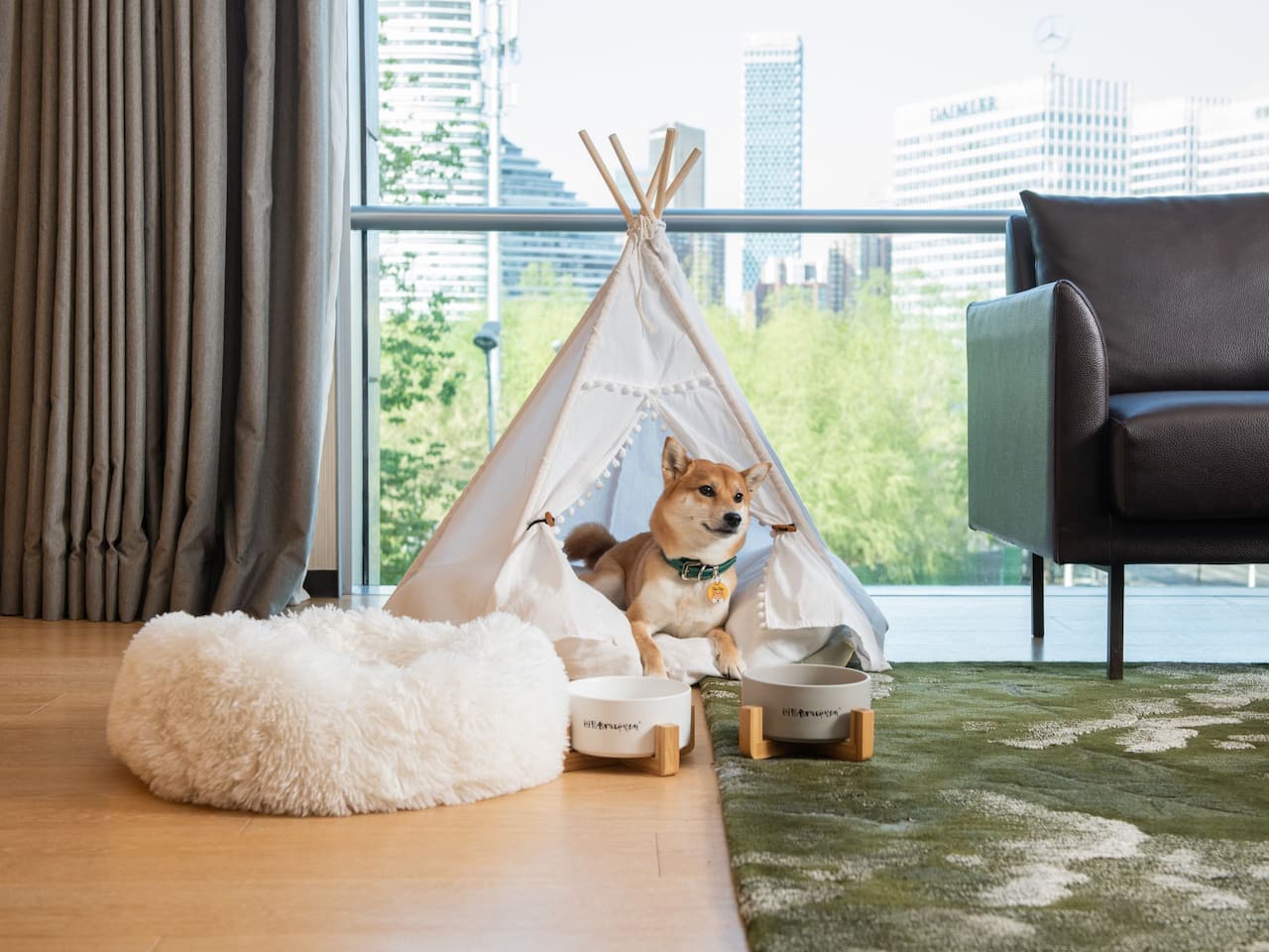 Dog Petcation Experience