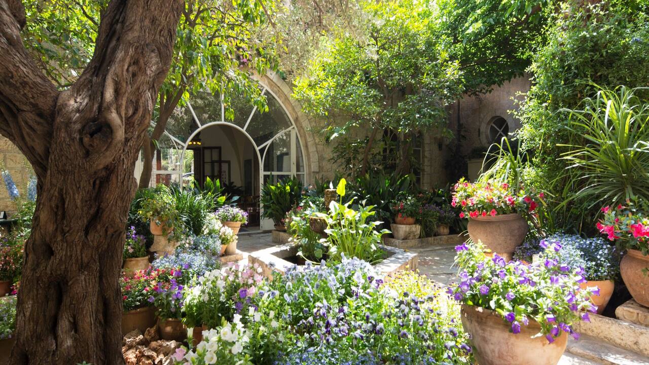 Oasis