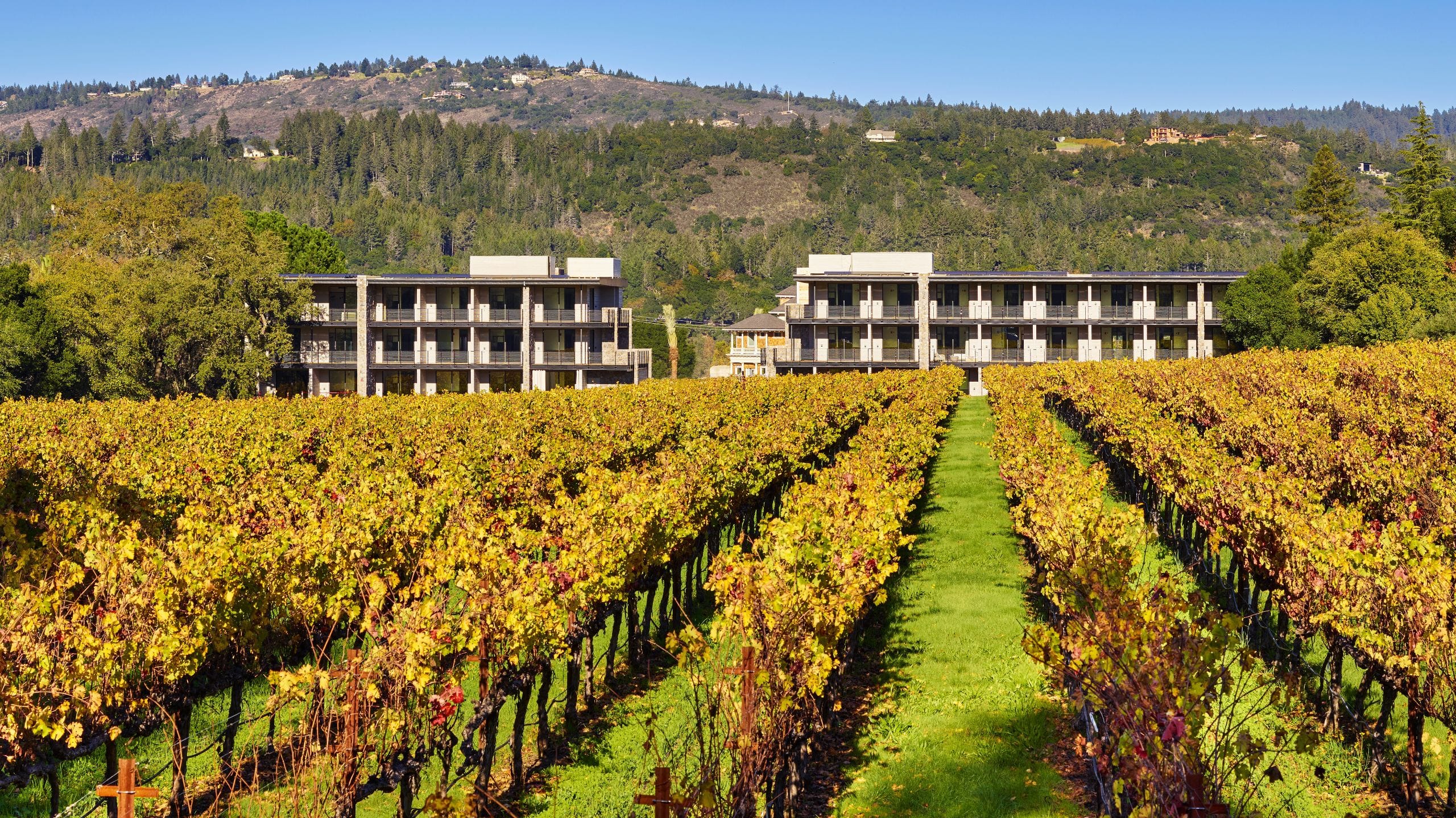 Alila Napa Valley Vineyard