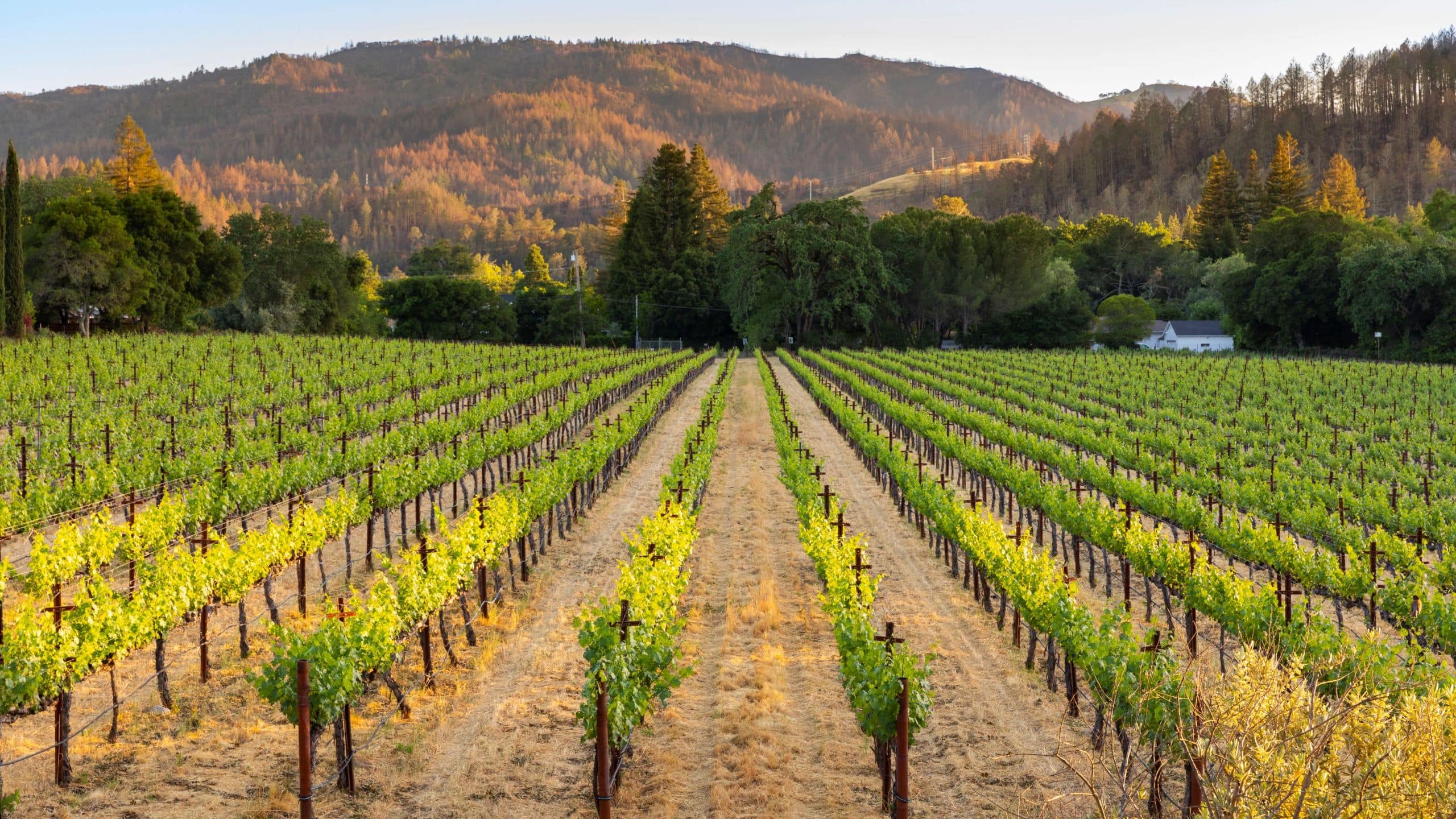 Alila Napa Valley Vineyard