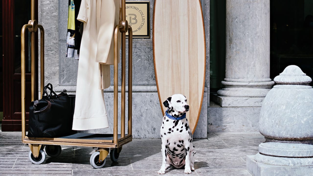 dalmatien Chien et animaux a l'hôtel du Palais
