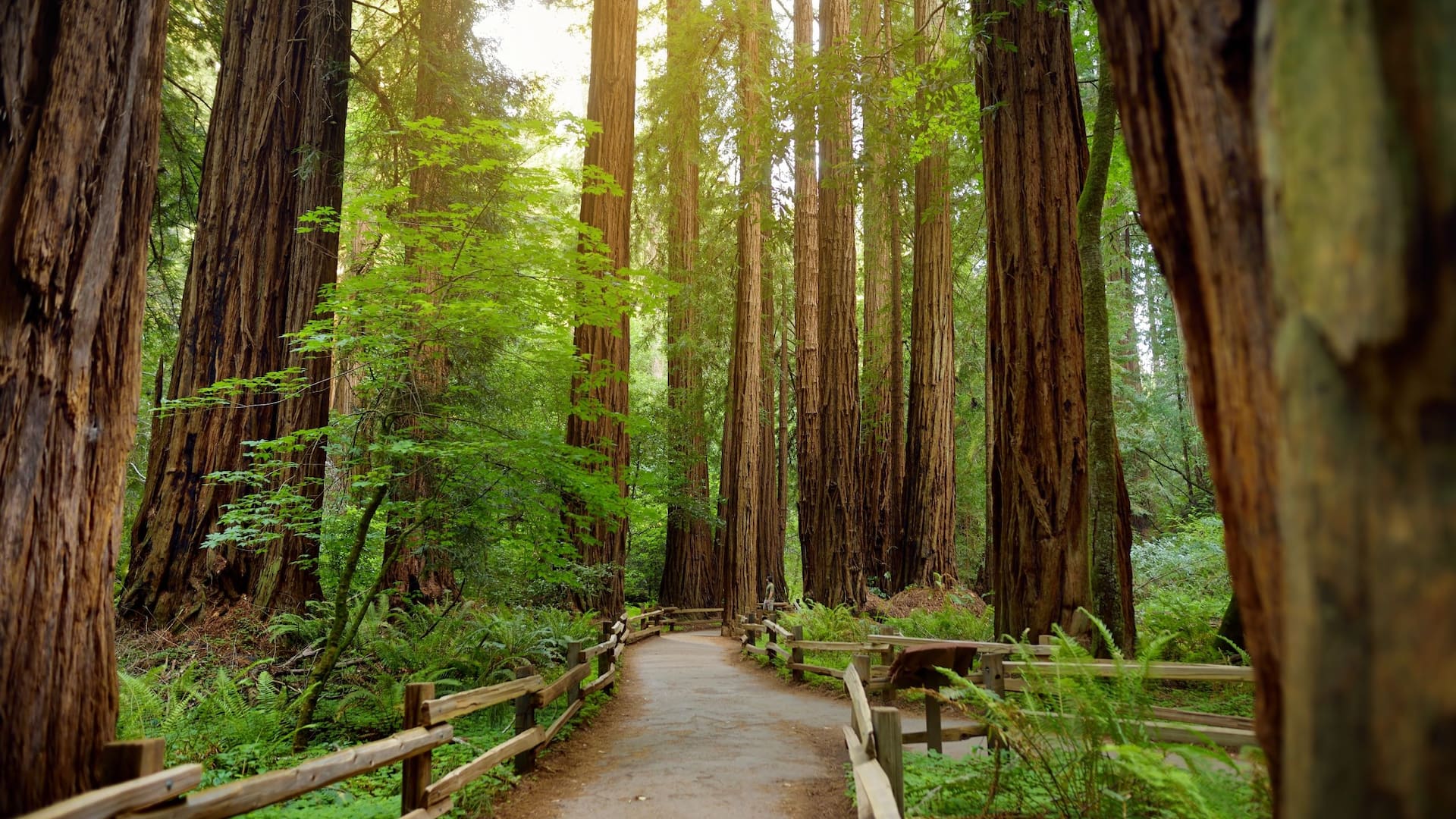 Grand Hyatt San Francisco Muir Woods
