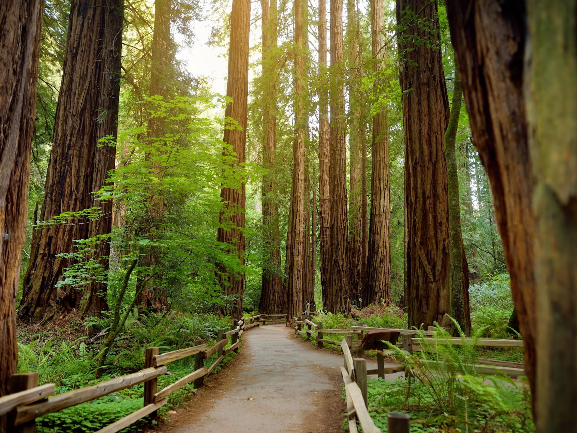 Grand Hyatt San Francisco Muir Woods