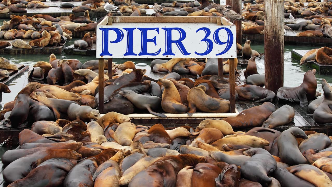 pier 39