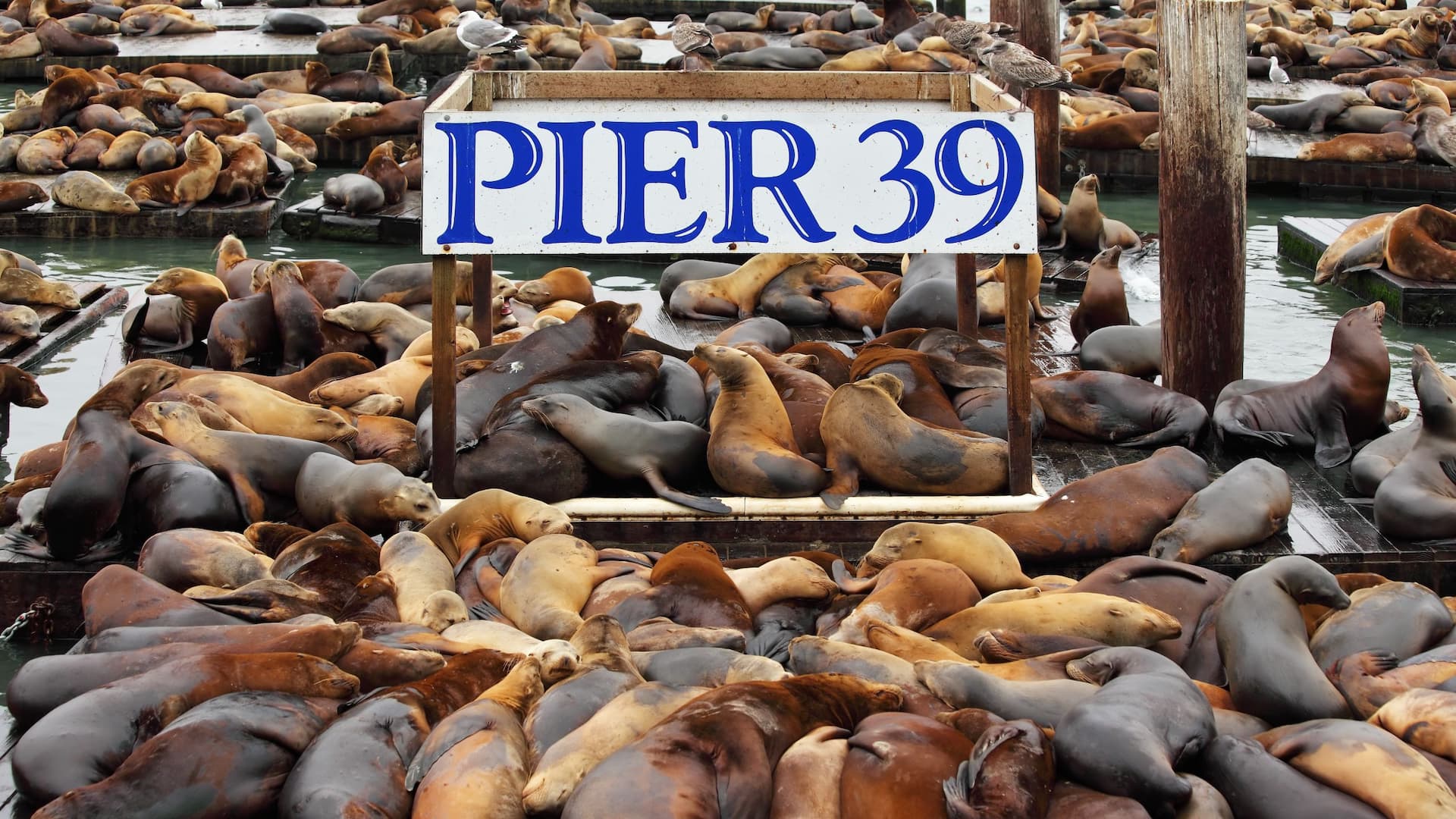 Grand Hyatt San Francisco Pier 39 Seals