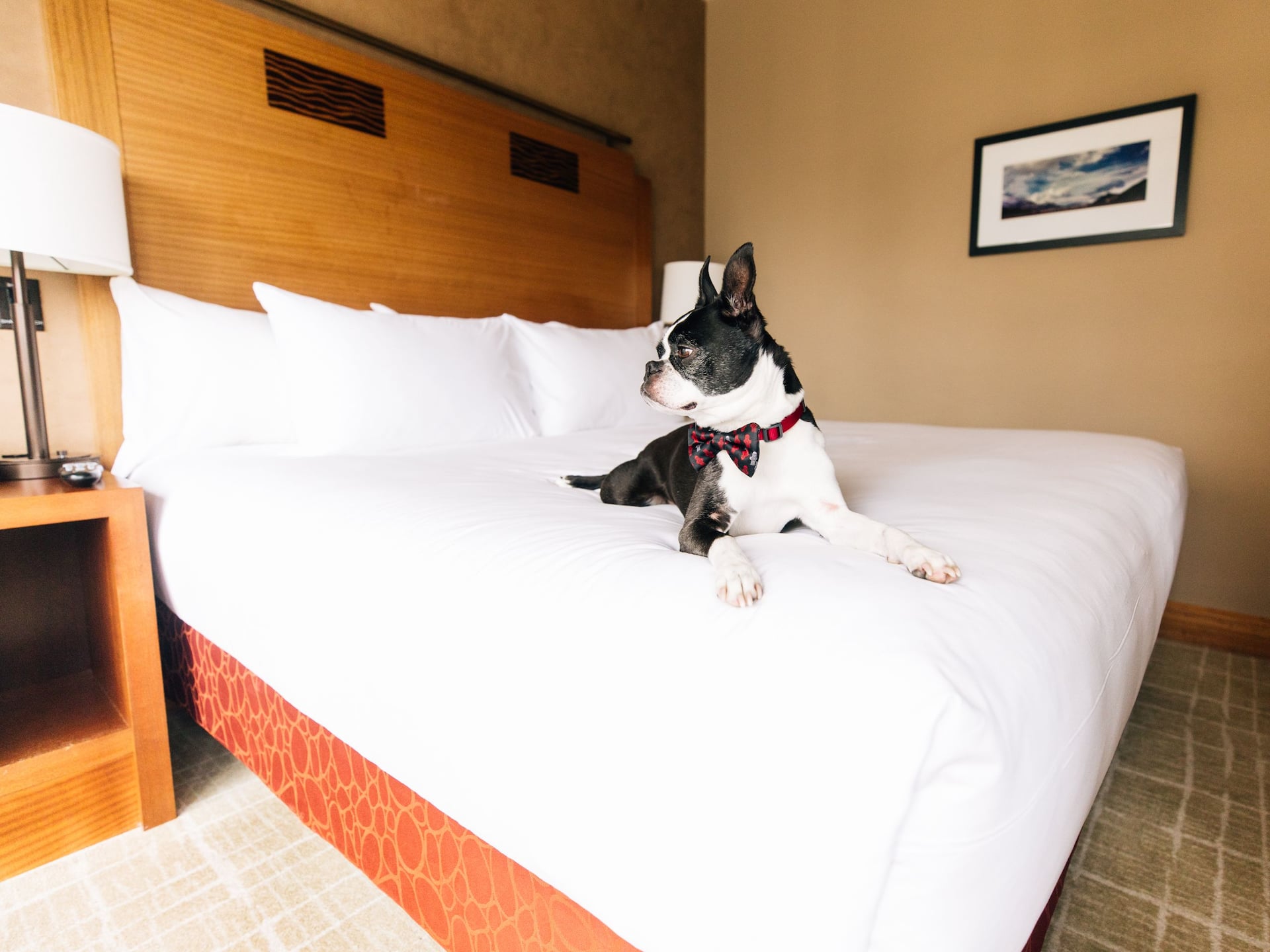 Grand Hyatt Seattle Dog Laying On Guestroom Bed