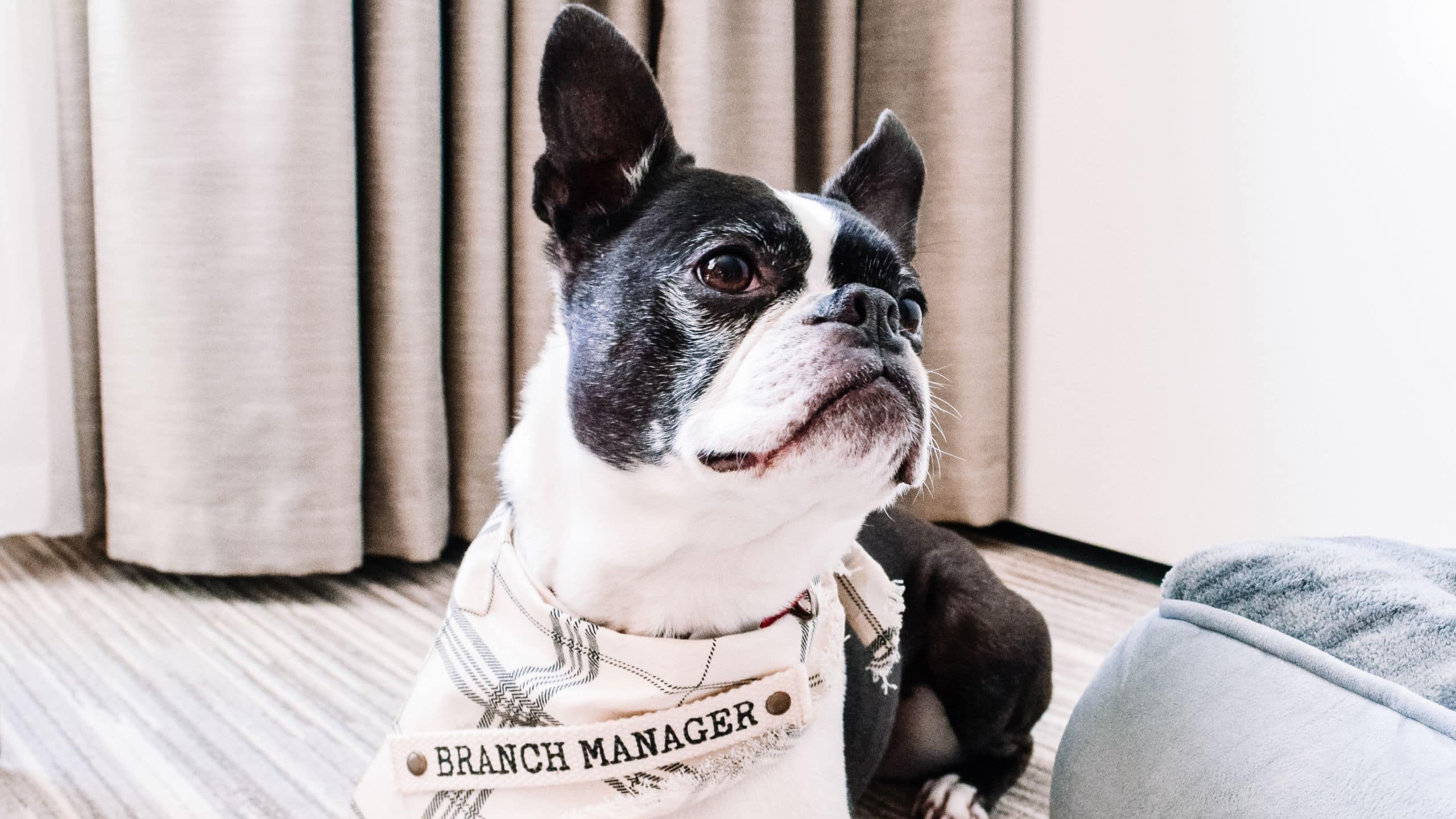 Hyatt Regency Seattle Pet
