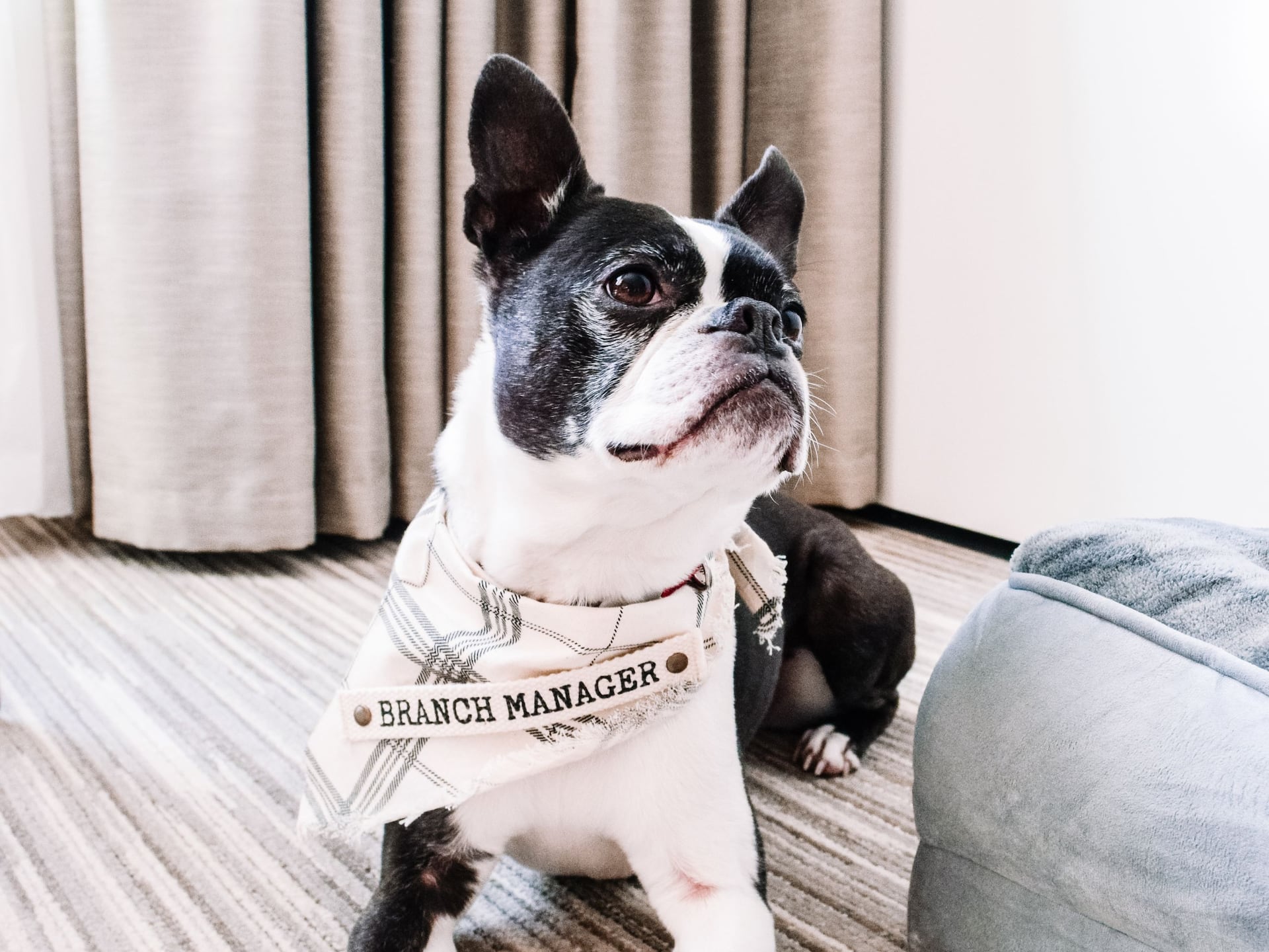 Hyatt Regency Seattle Pet
