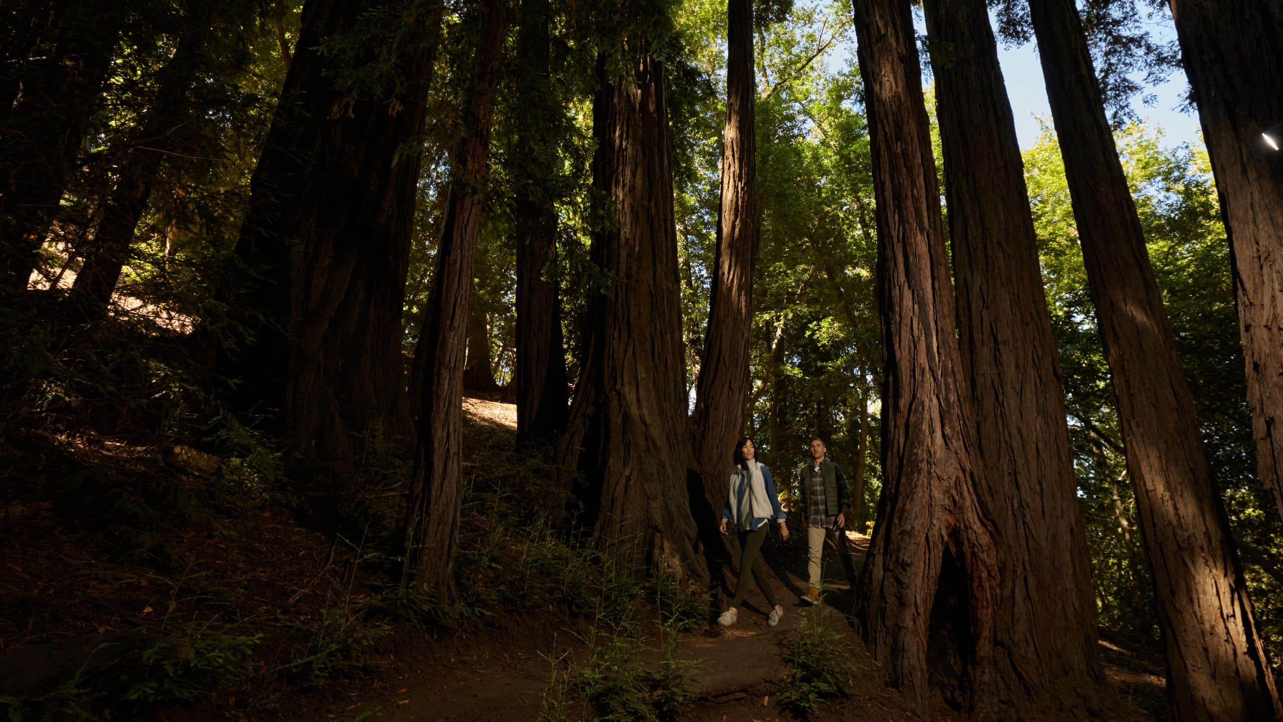 Alila Ventana Big Sur Hiking Redwood Trail