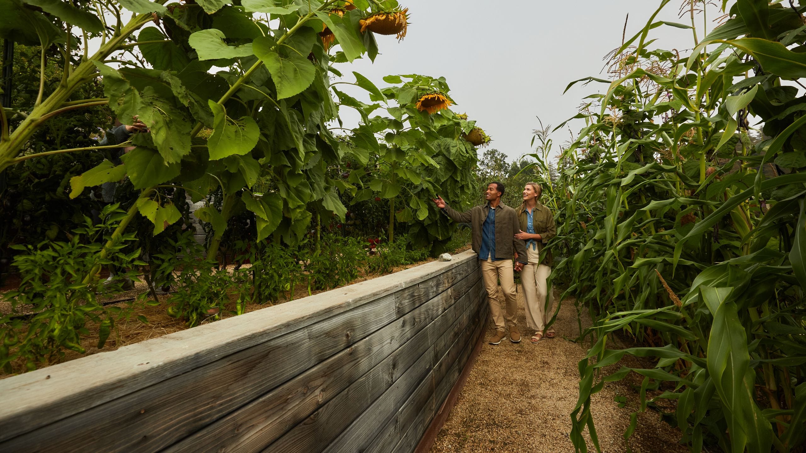 Alila Ventana Big Sur Garden Walk Sunflowers