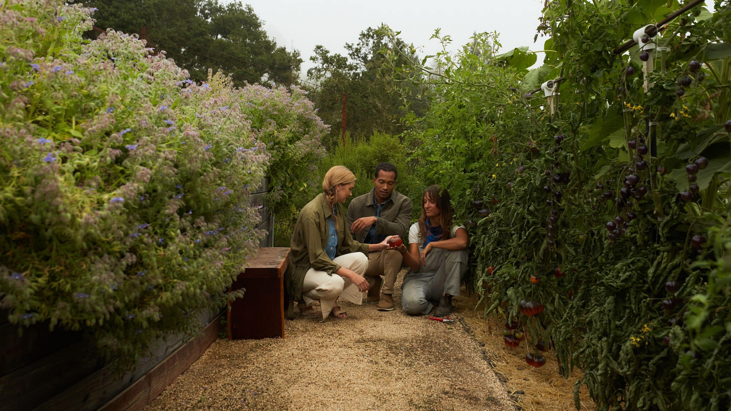 Alila Ventana Big Sur Garden Picking Tomato