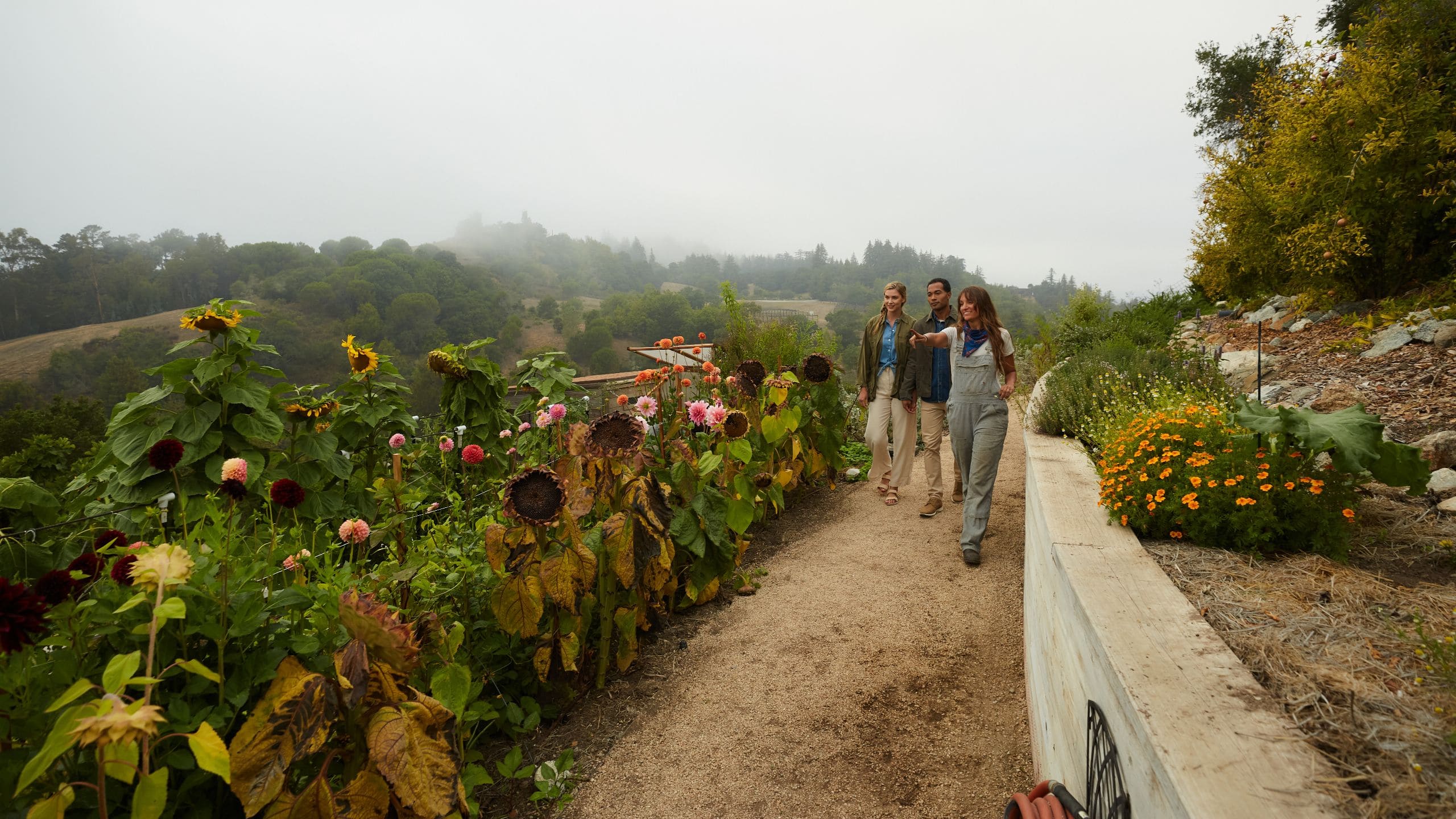 Alila Ventana Big Sur Garden Tour Sunflowers