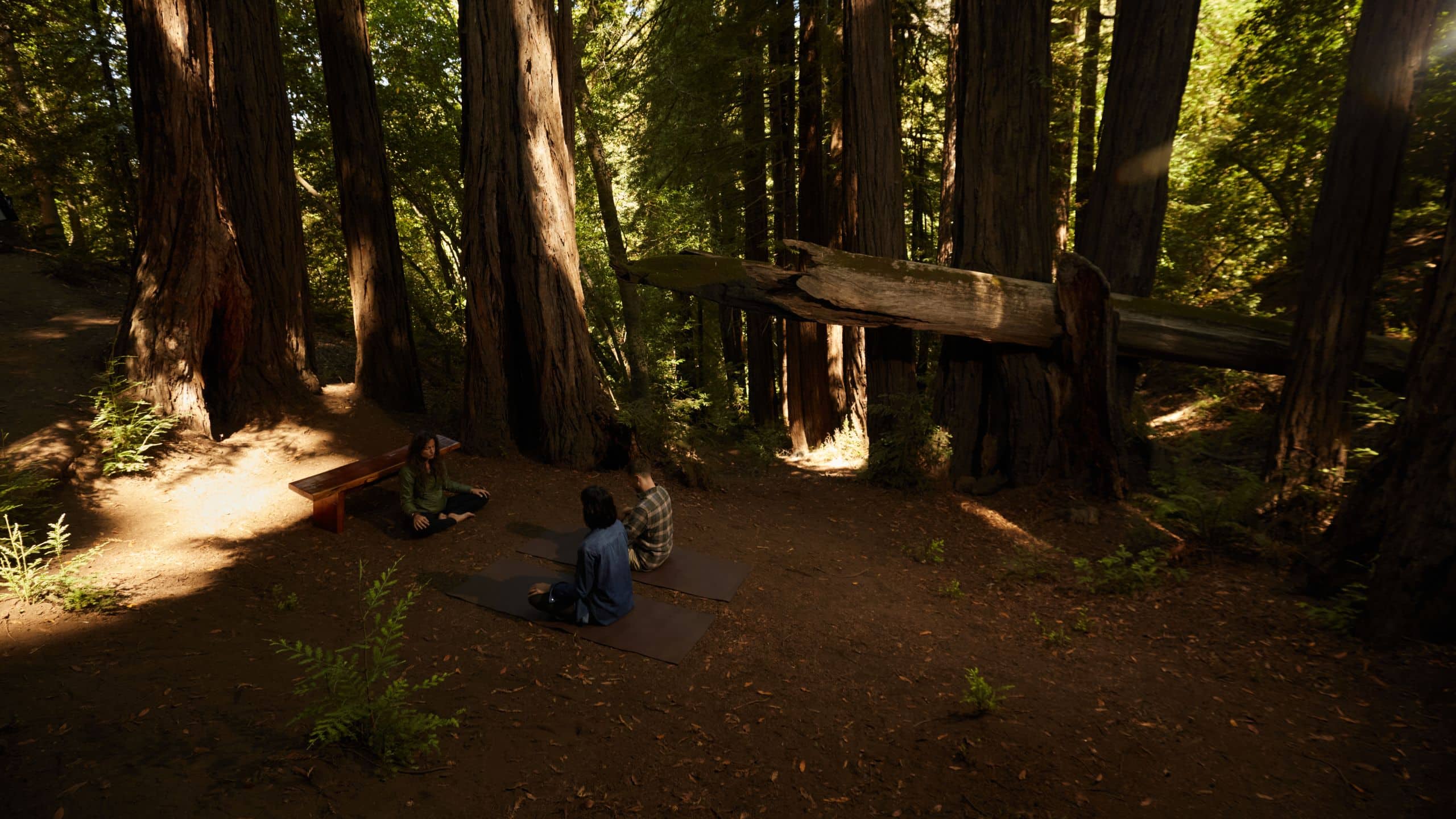 Alila Ventana Big Sur Guests Meditation Redwood Forest