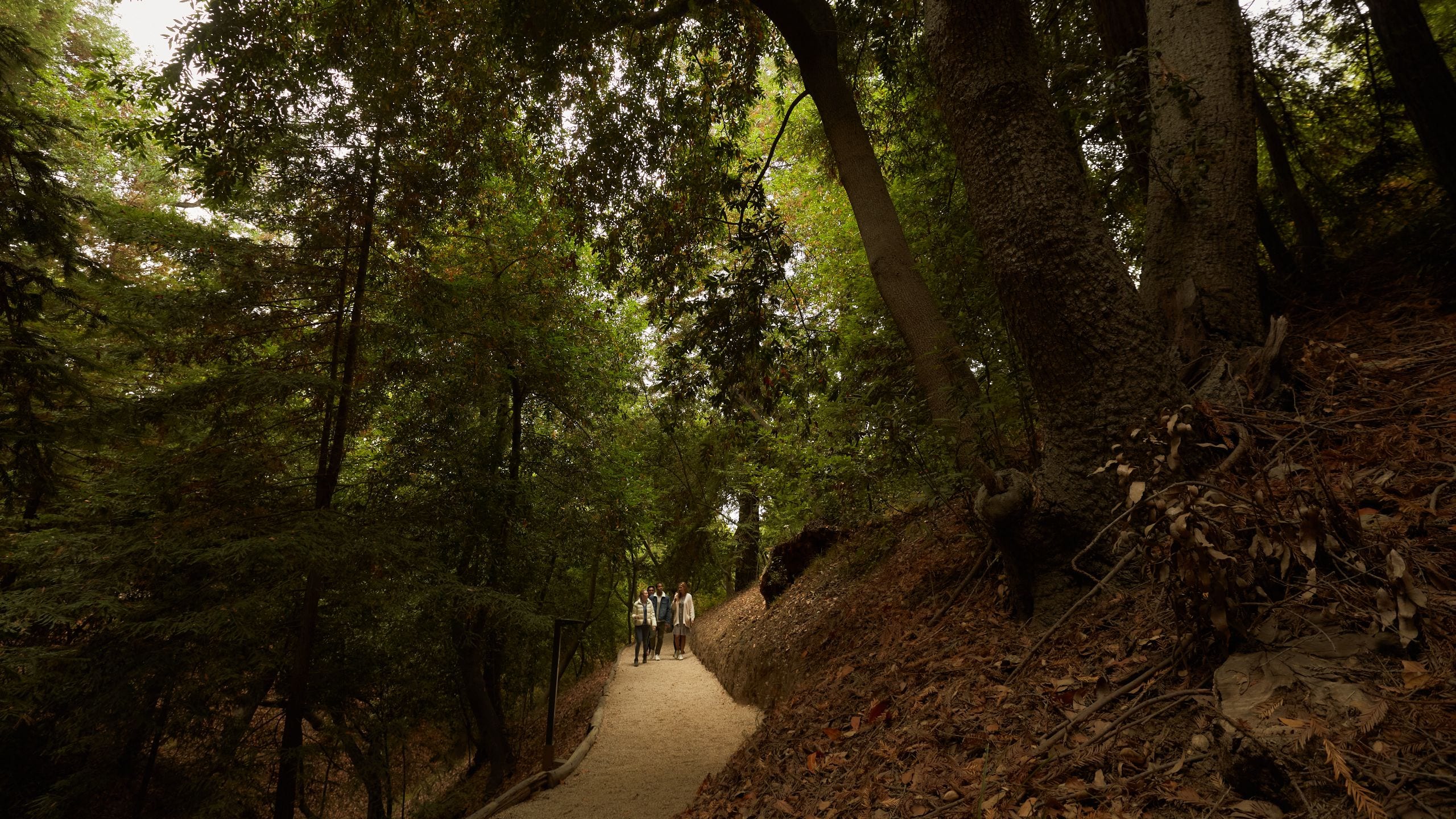 Alila Ventana Big Sur Forest Walking Trail