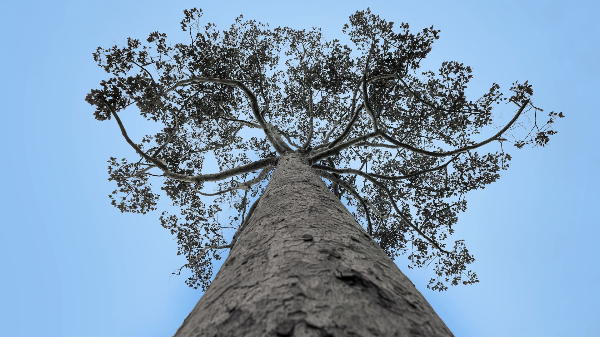 Samui Gallery Of Eight The