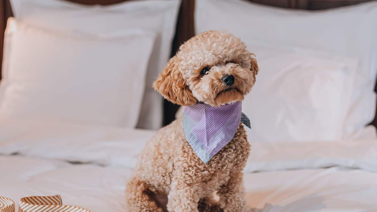 The cute and furry dog Marley sitting on a bed in a hotel room