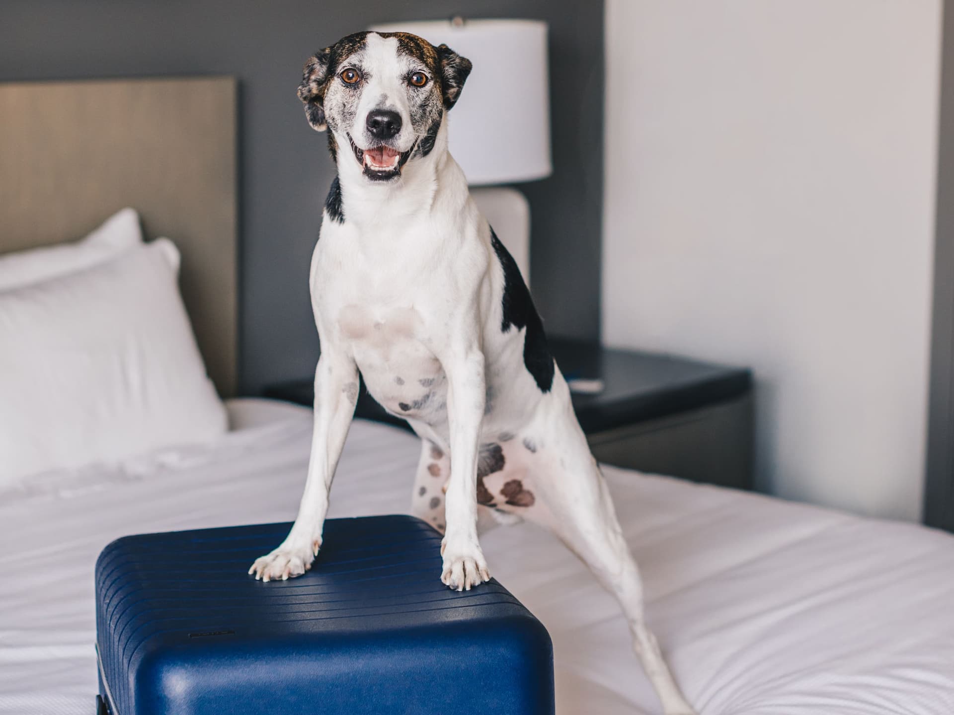 Hyatt House HH_P0587 Dog On Bed On Suitcase