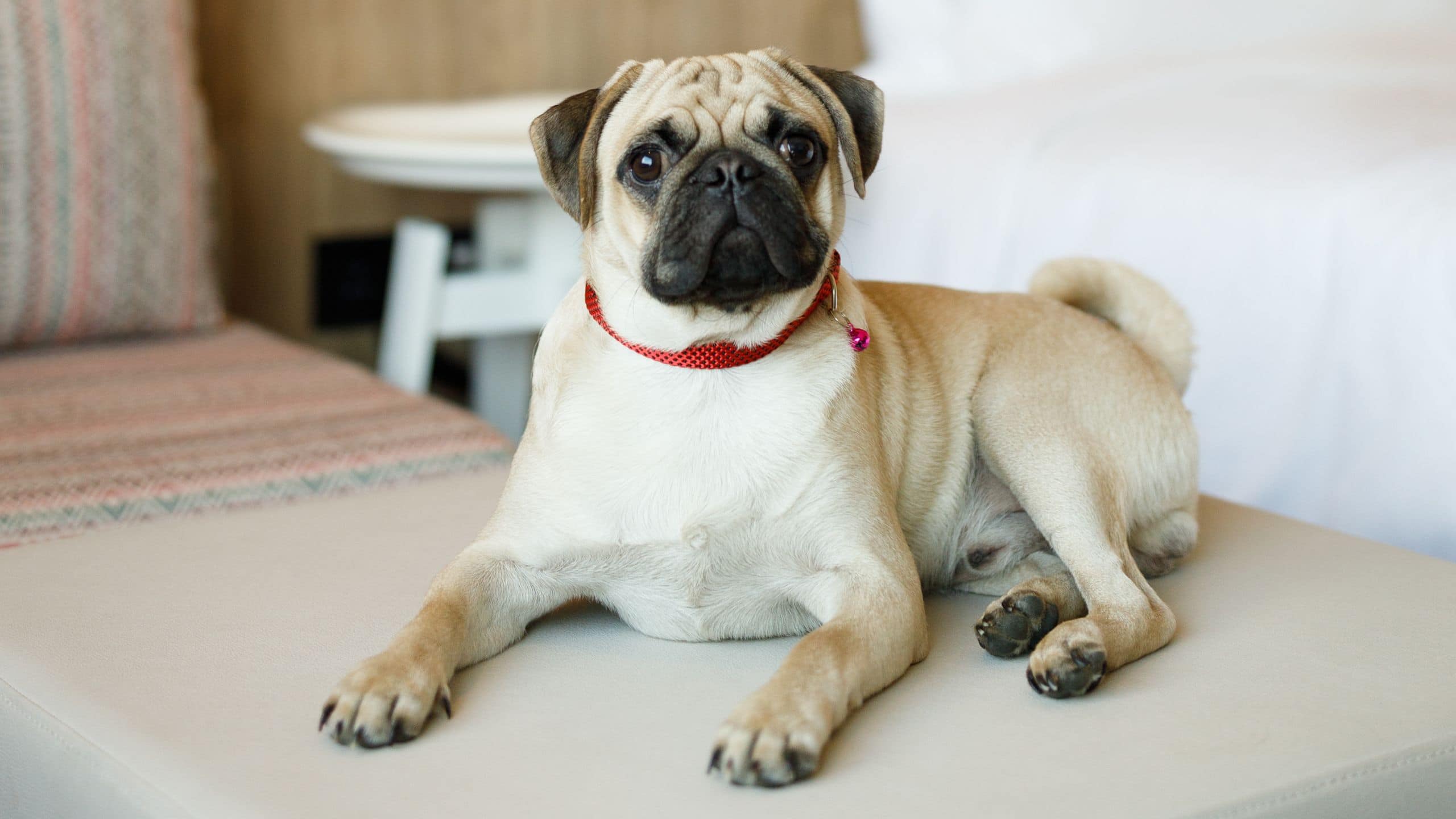 Hyatt Place Kathmandu Pet Friendly