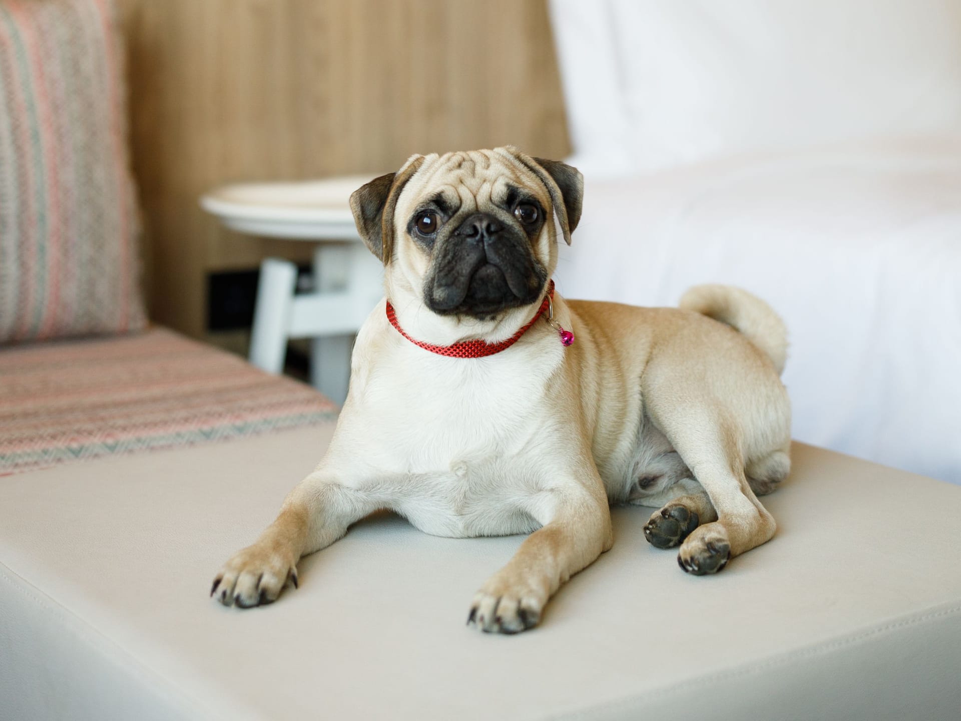 Hyatt Place Kathmandu Pet Friendly