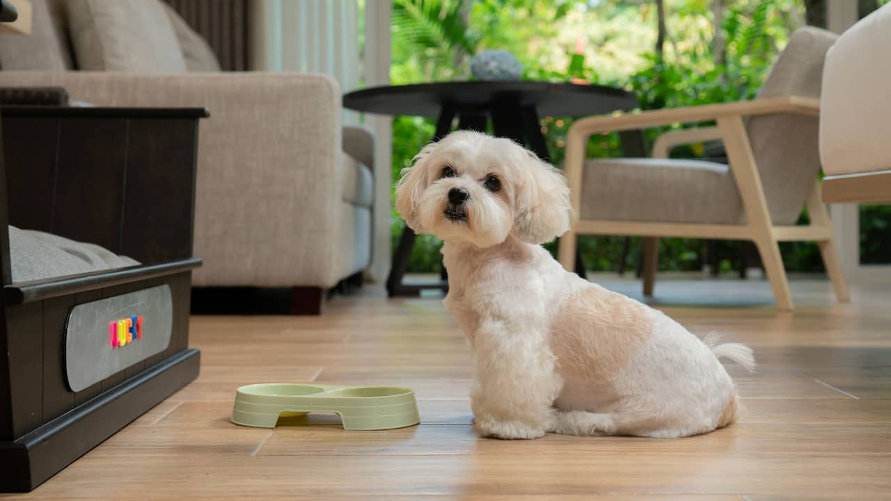 Woof Woof Wonders!