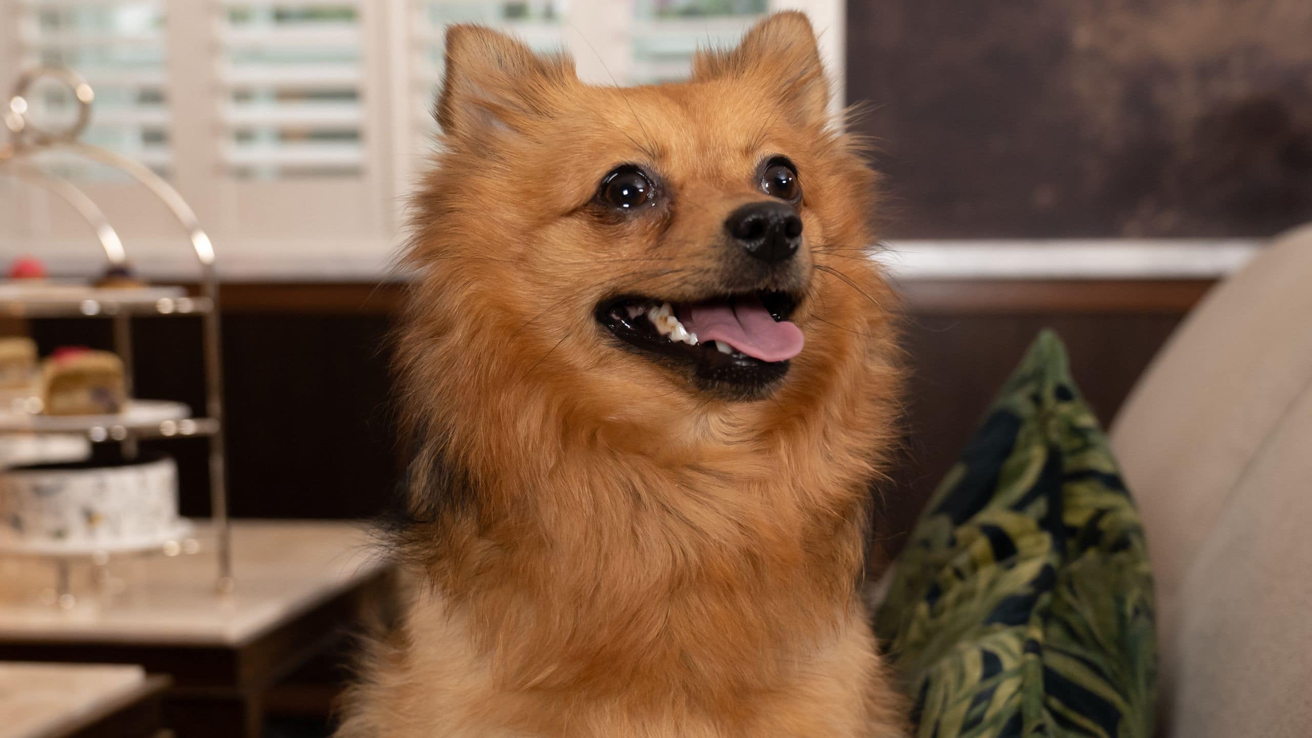 Great Scotland Yard Hotel  Afternoon Tea Dog Armchair