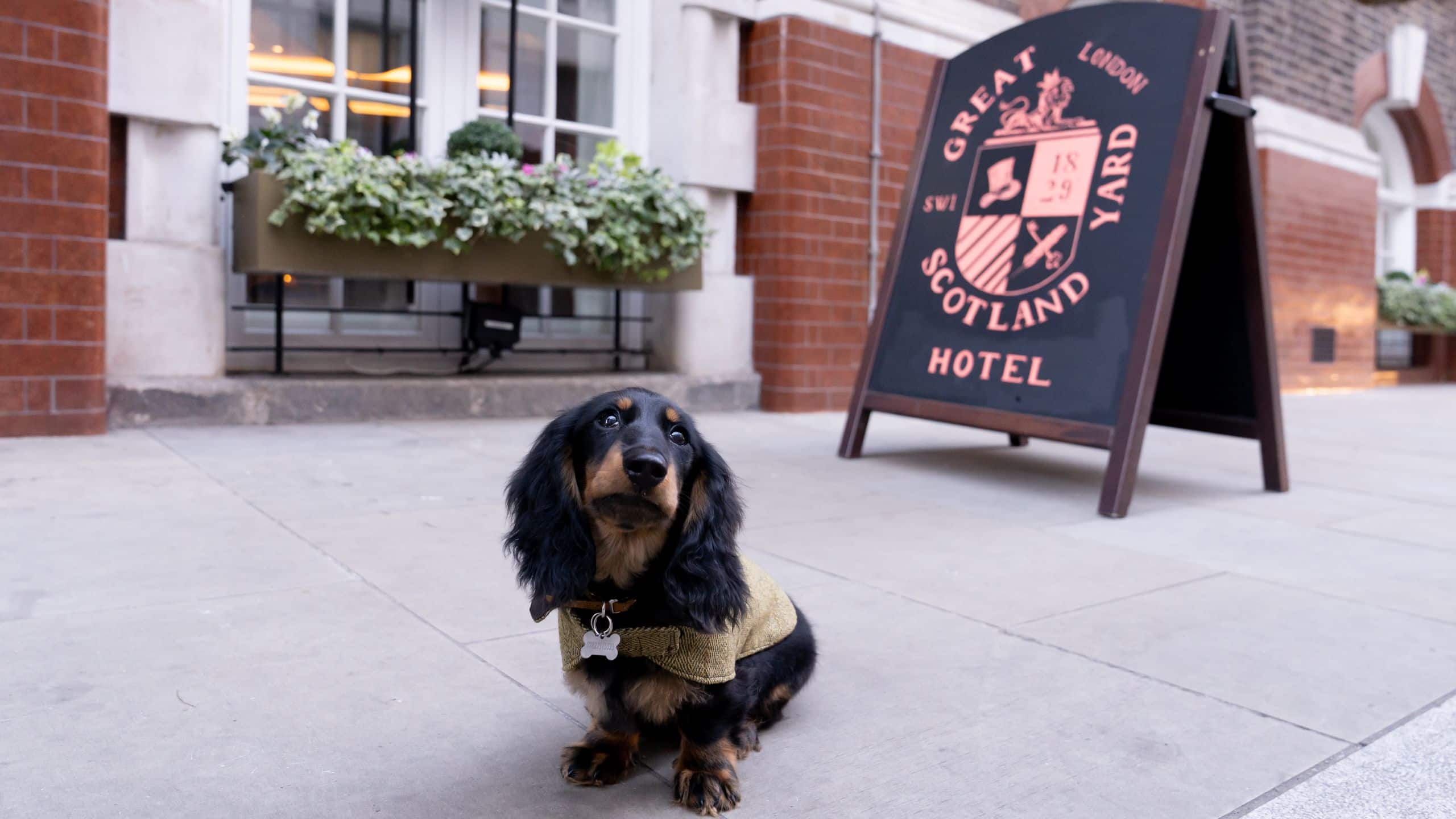 5 of 5 Great Scotland Yard Hotel Hotel Exterior Dachshund Pose