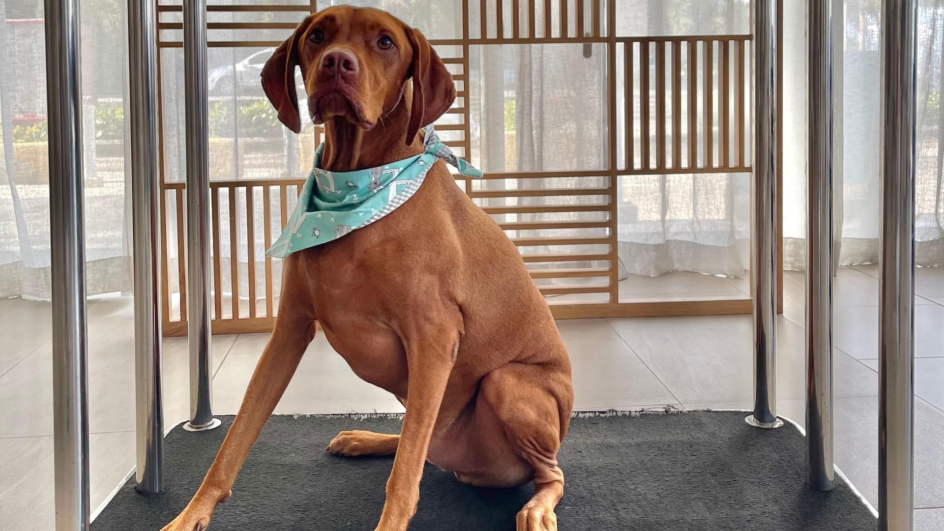 Hyatt Regency Cartagena Pet Friendly Dog Residence