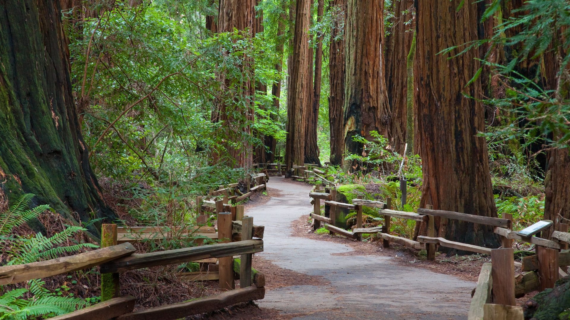 Grand Hyatt at SFO Muir Woods