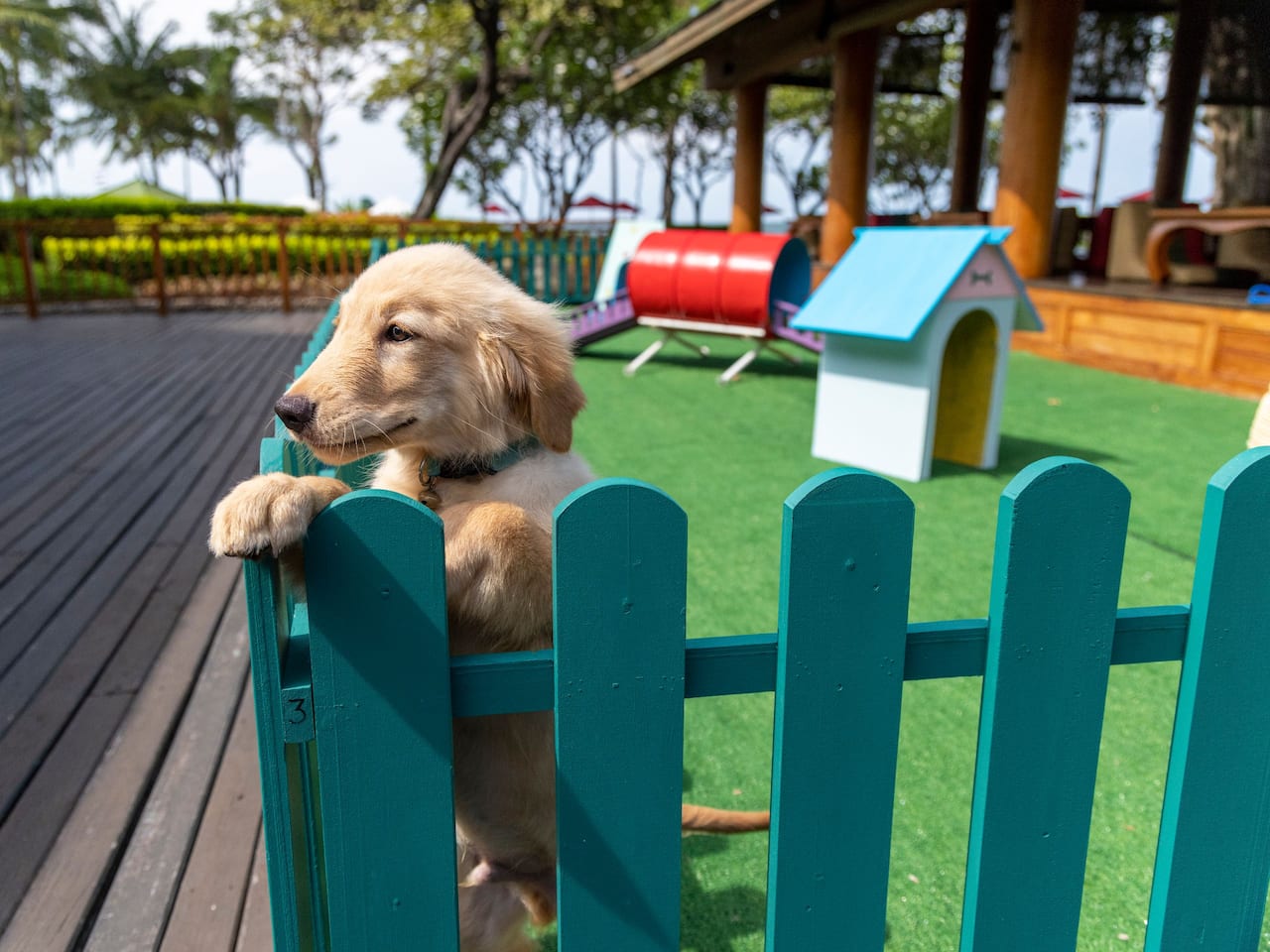 Pet Playground