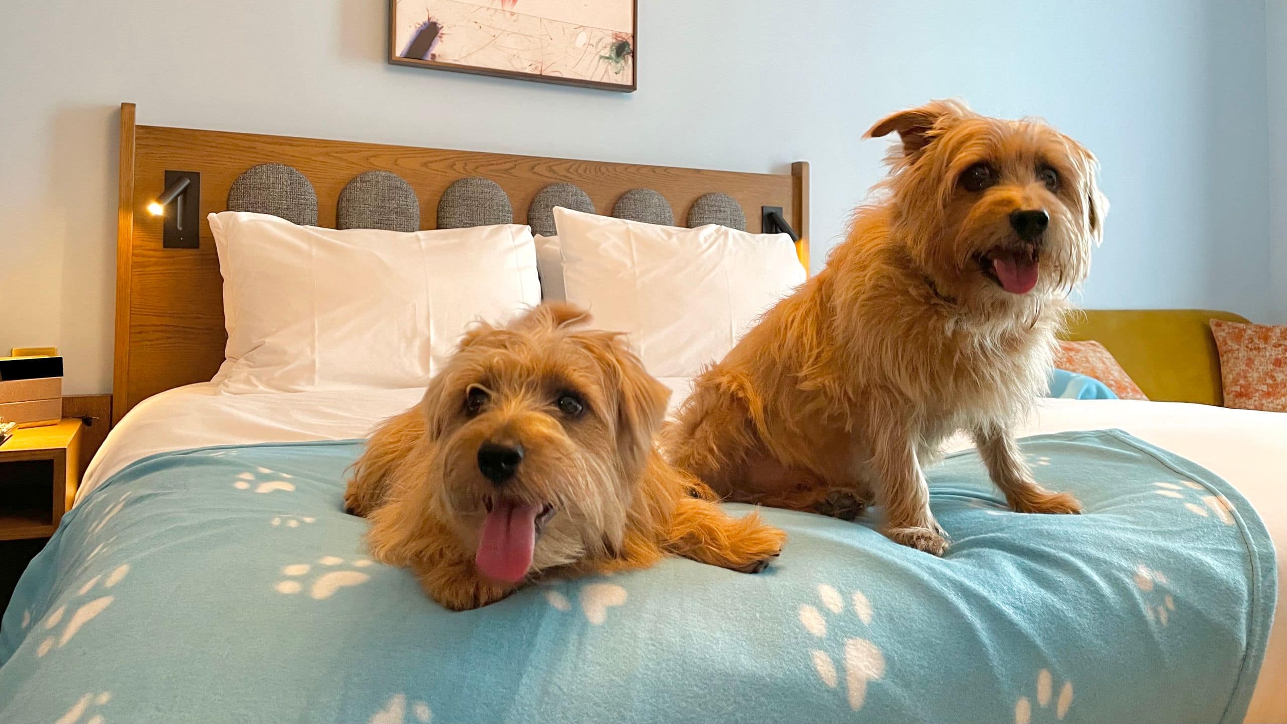 Hyatt Centric Cambridge Guestroom Bed With Dogs