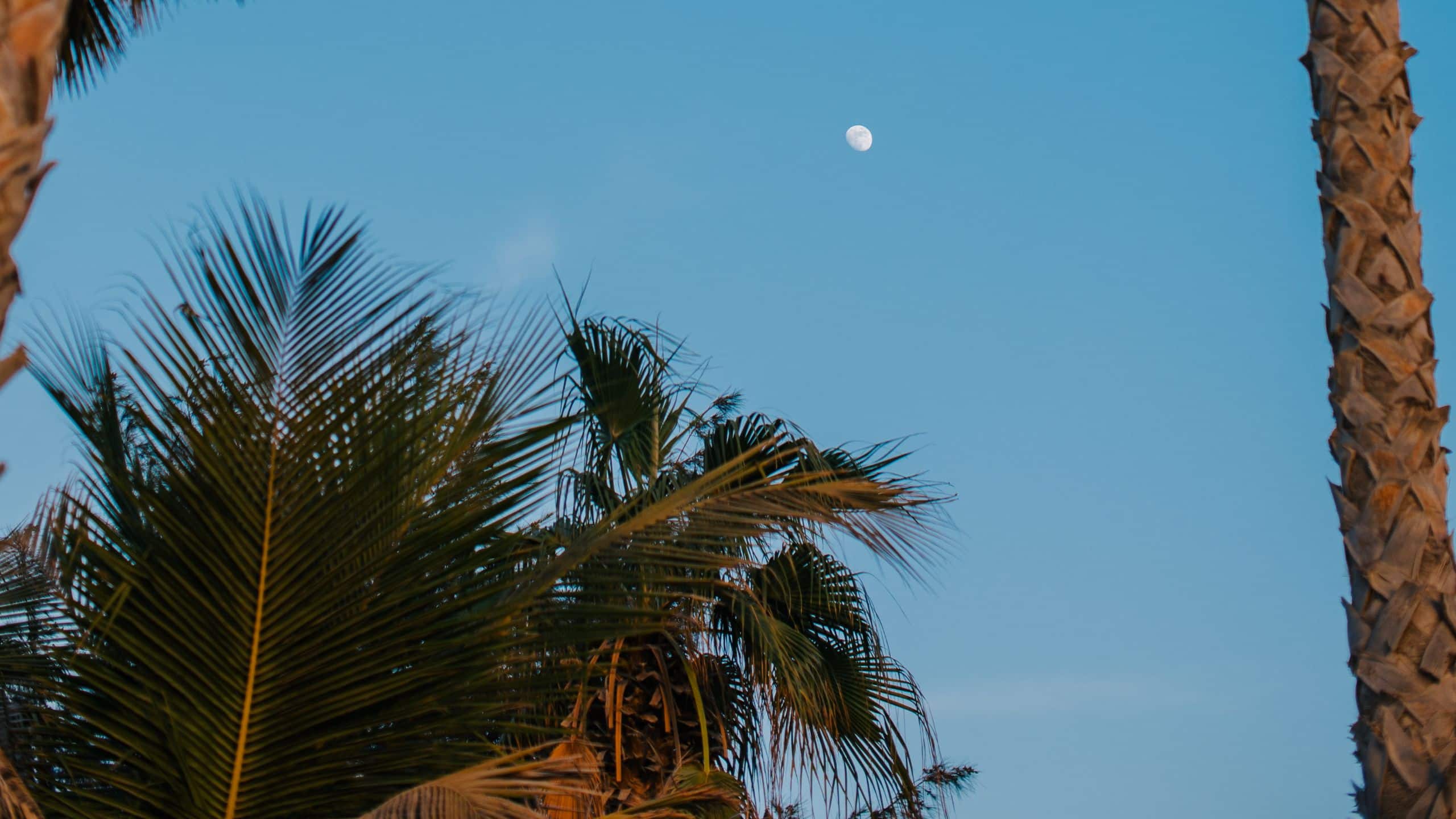 Hyatt Centric Jumeirah Dubai La Mer Beach Moonlight