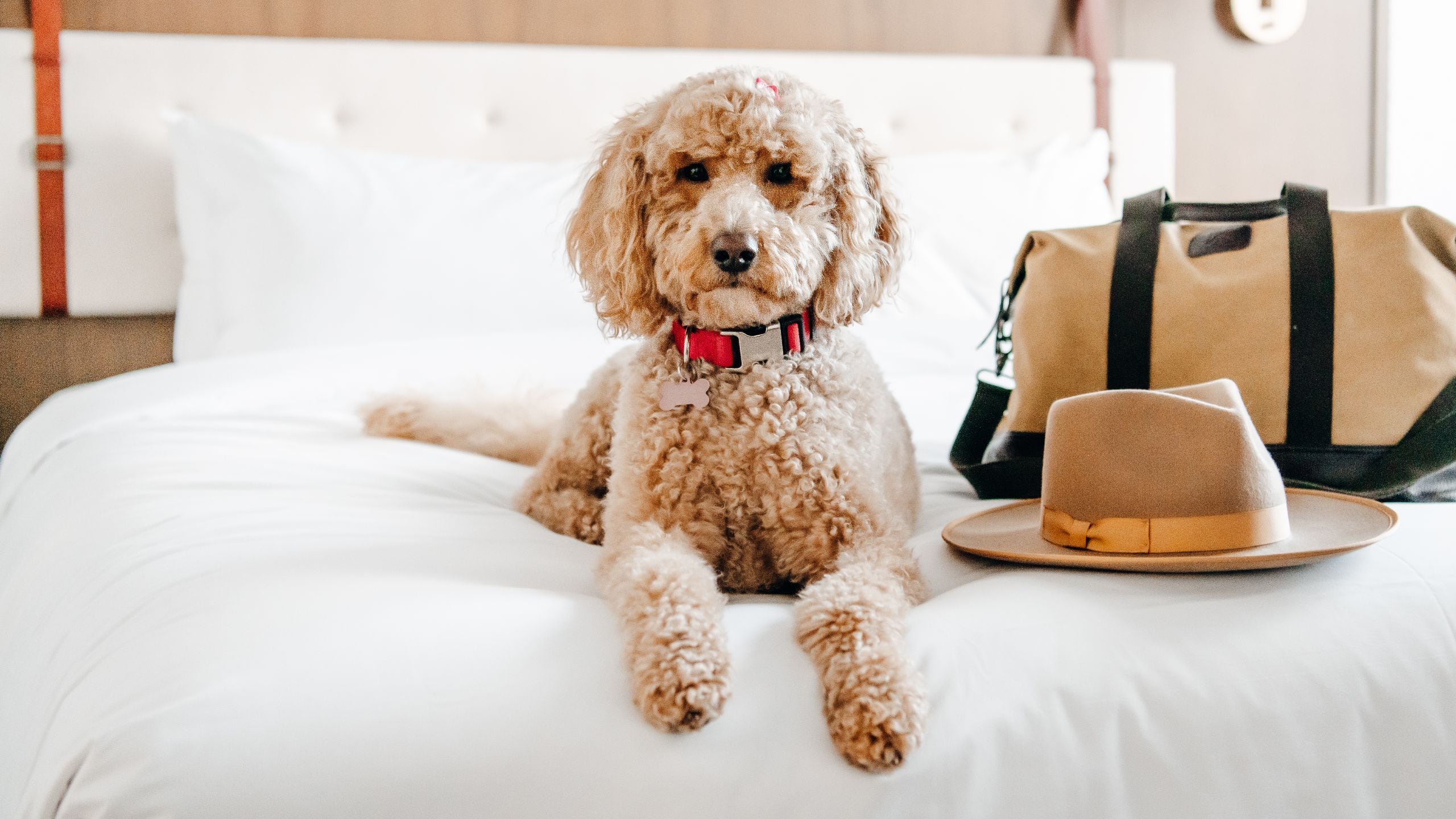 Hyatt Centric Downtown Denver Dog Friendly Guestroom