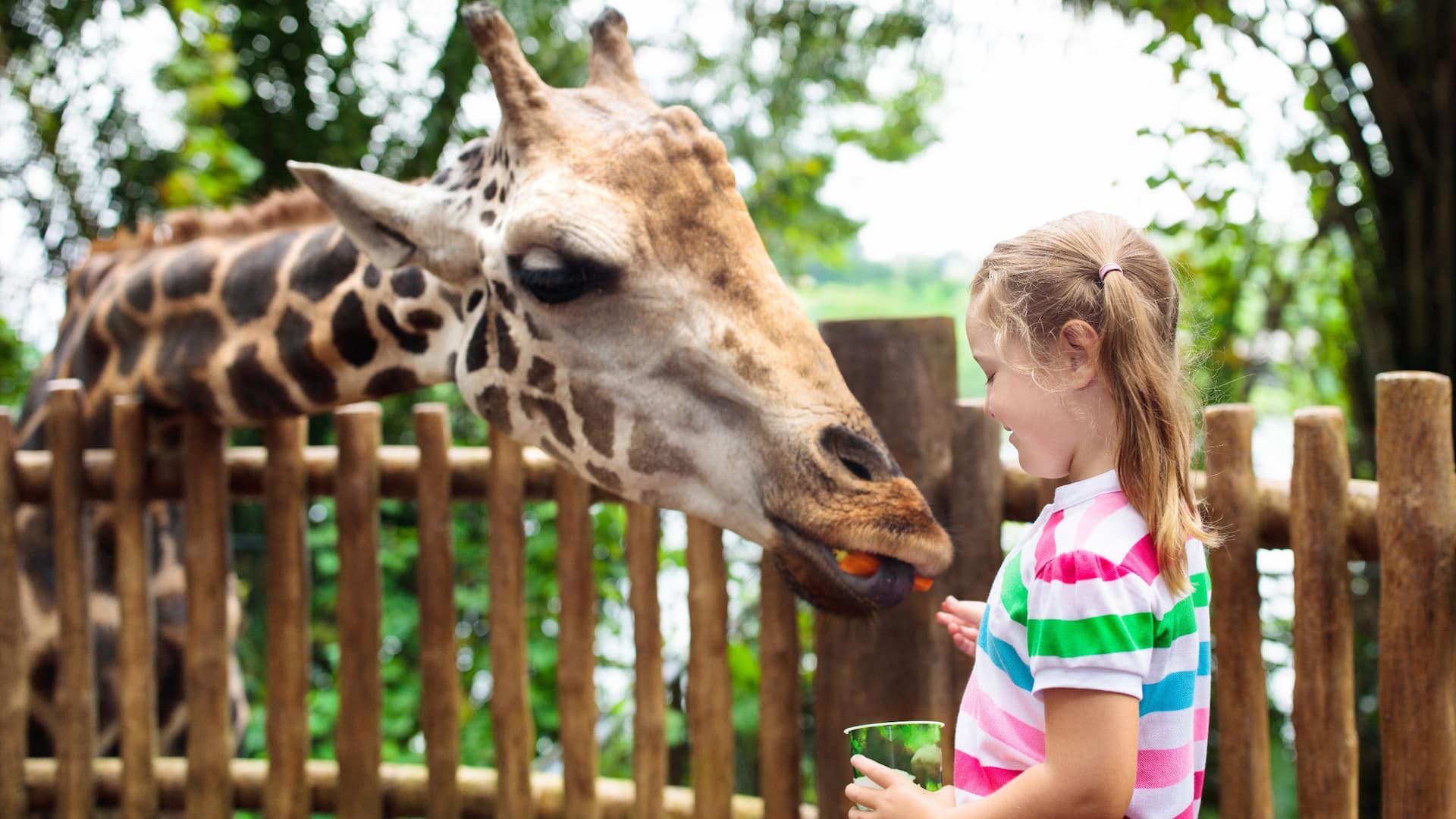 Hyatt HouseHyatt Place Girl Feeding Giraffe At Zoo