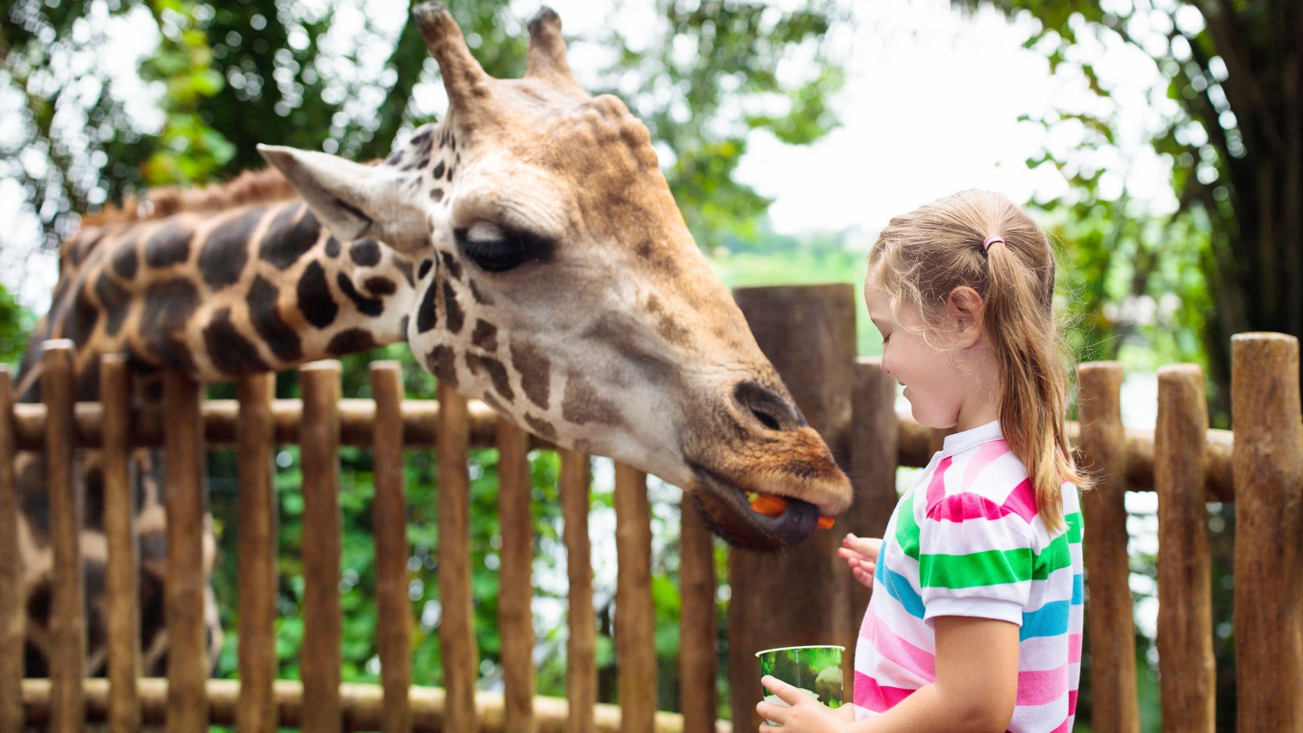 Hyatt HouseHyatt Place Girl Feeding Giraffe At Zoo