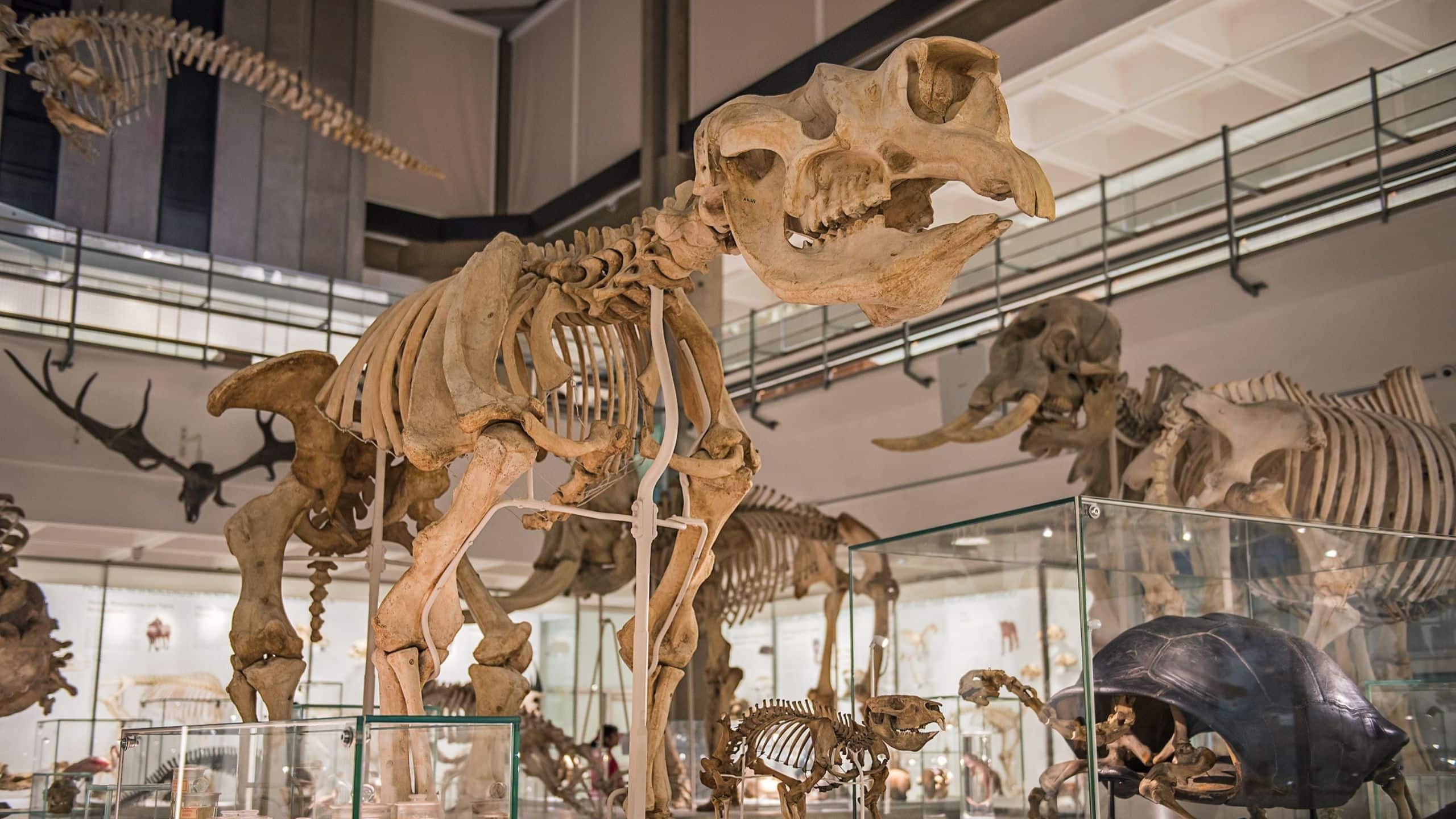 Hyatt Centric Cambridge Museum Of Zoology