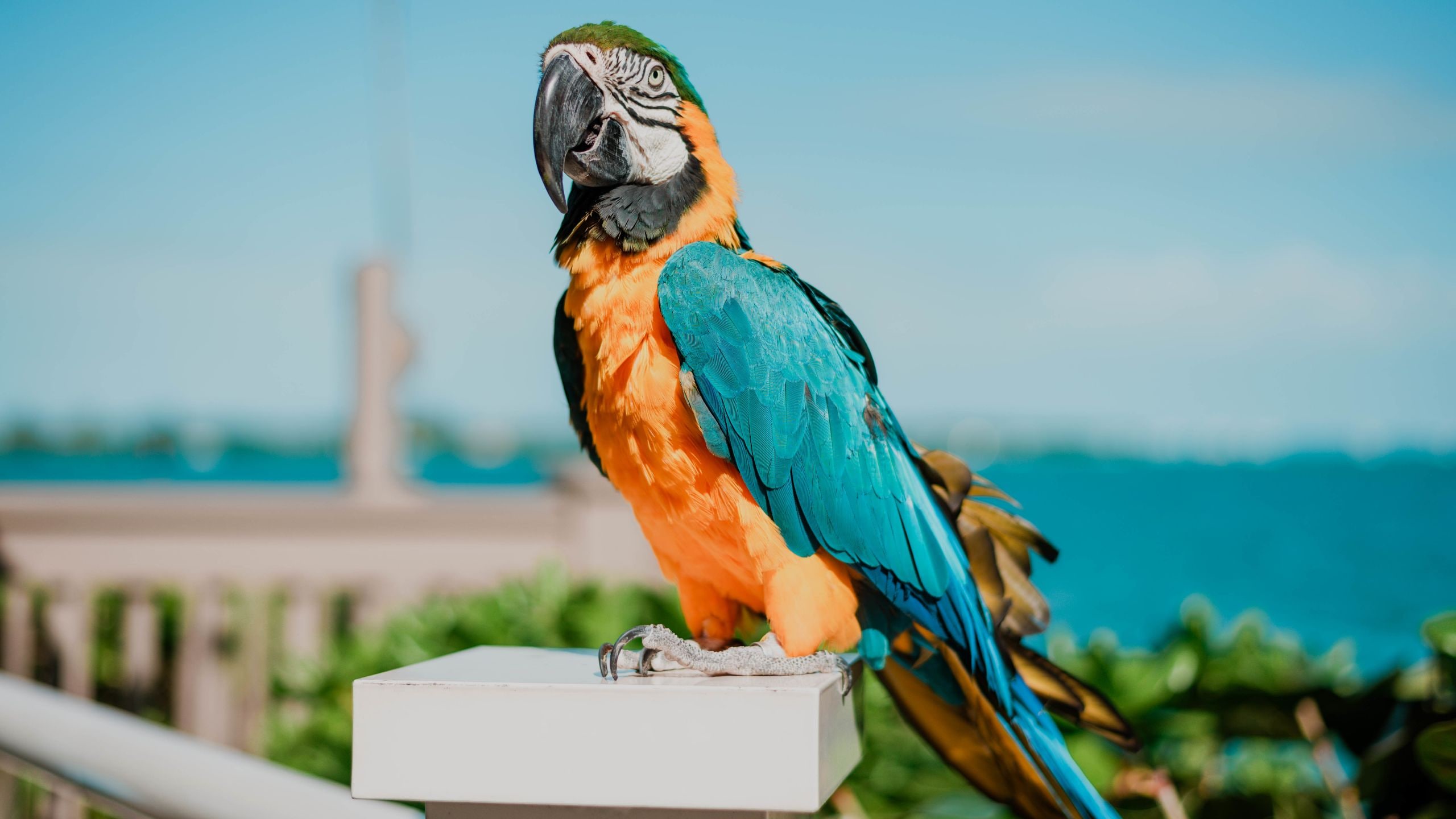 Hyatt Centric Key West Resort & Spa Hyatt Centric Key West Bird