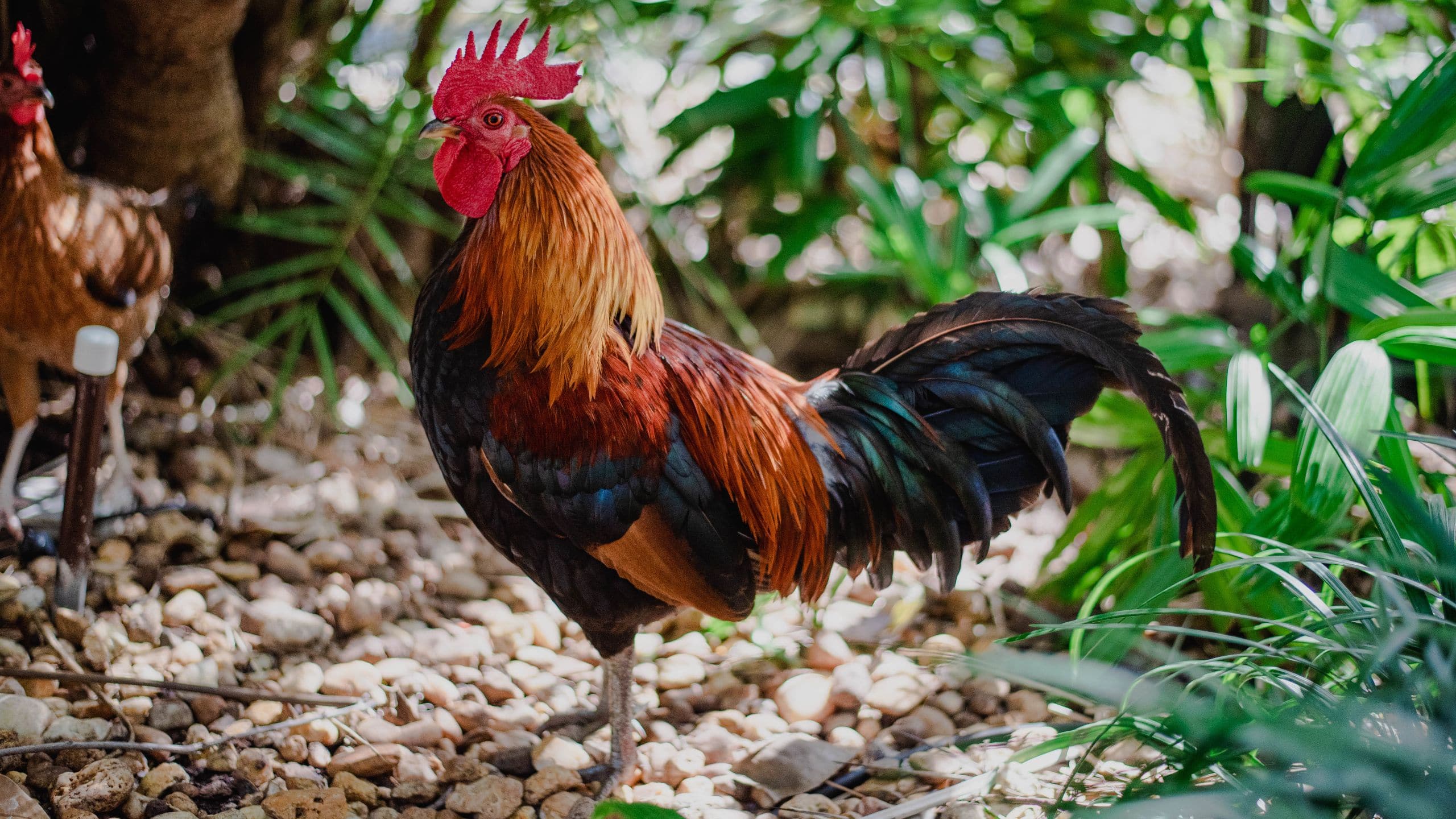 Hyatt Centric Key West Resort & Spa Hyatt Centric Key West Rooster