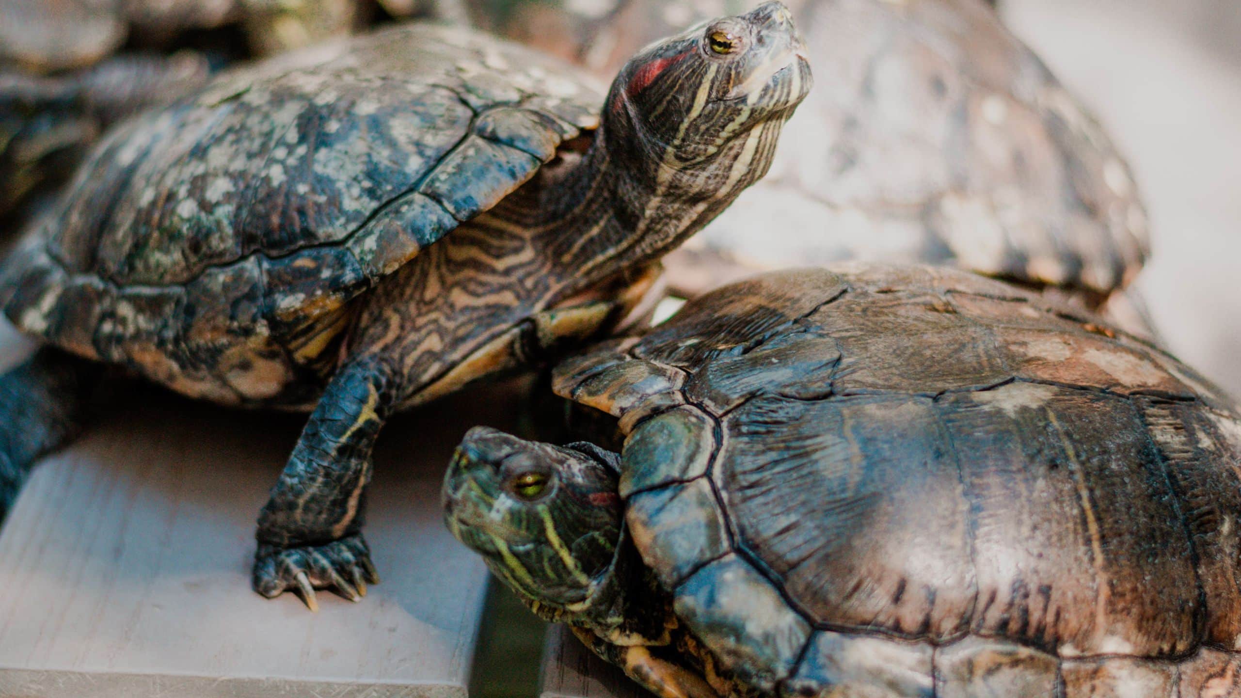 Hyatt Centric Key West Resort & Spa Turtles