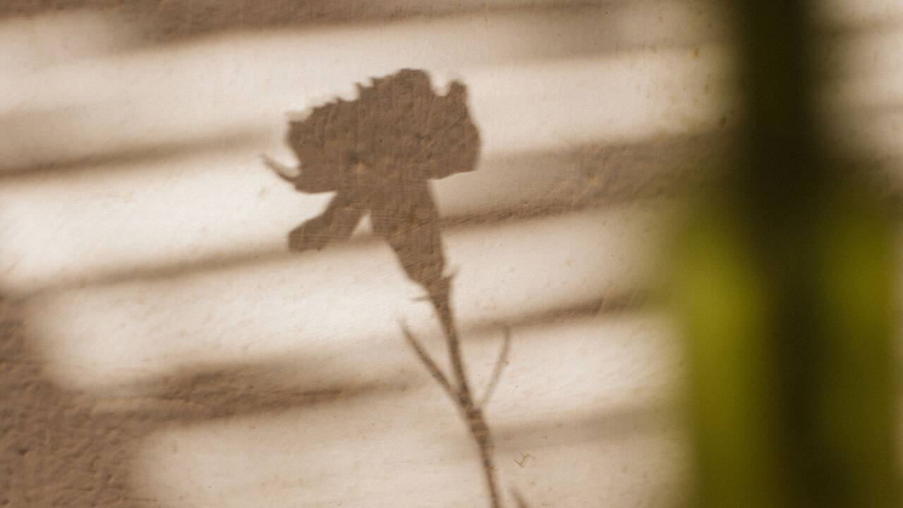 flower shadow