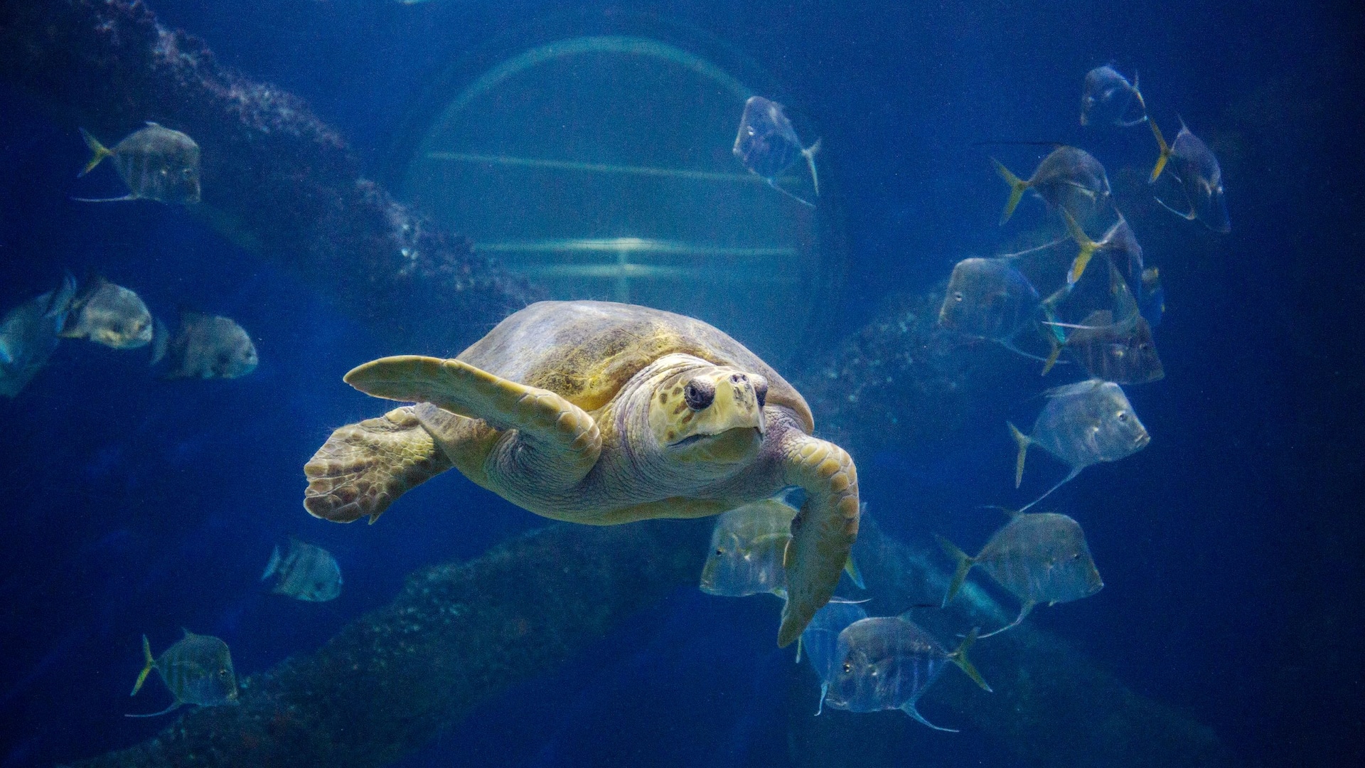 Hyatt Place Virginia Beach / Oceanfront  Aquarium Turtle
