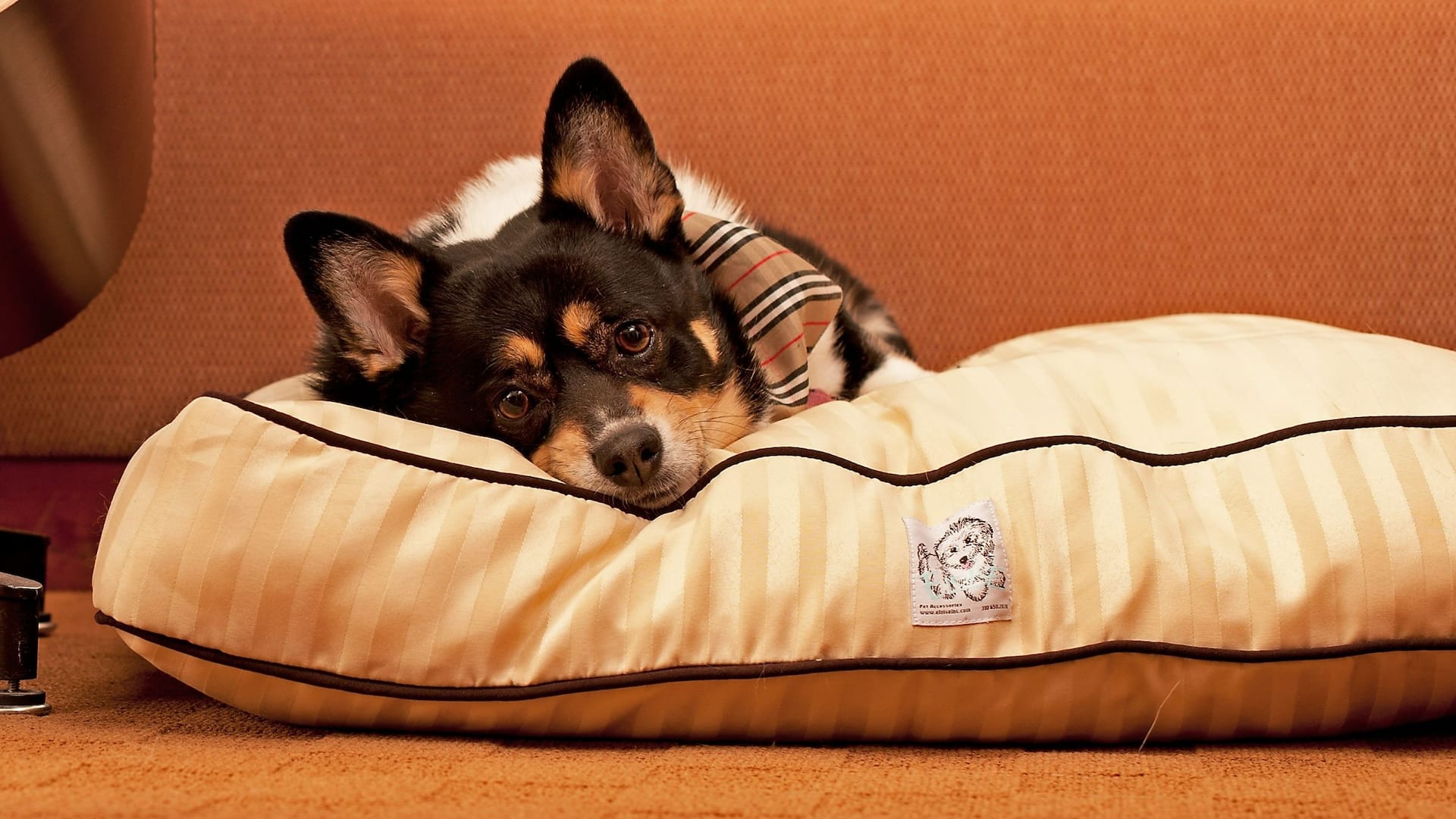 Bordeaux Dog On Bed In Guestroom