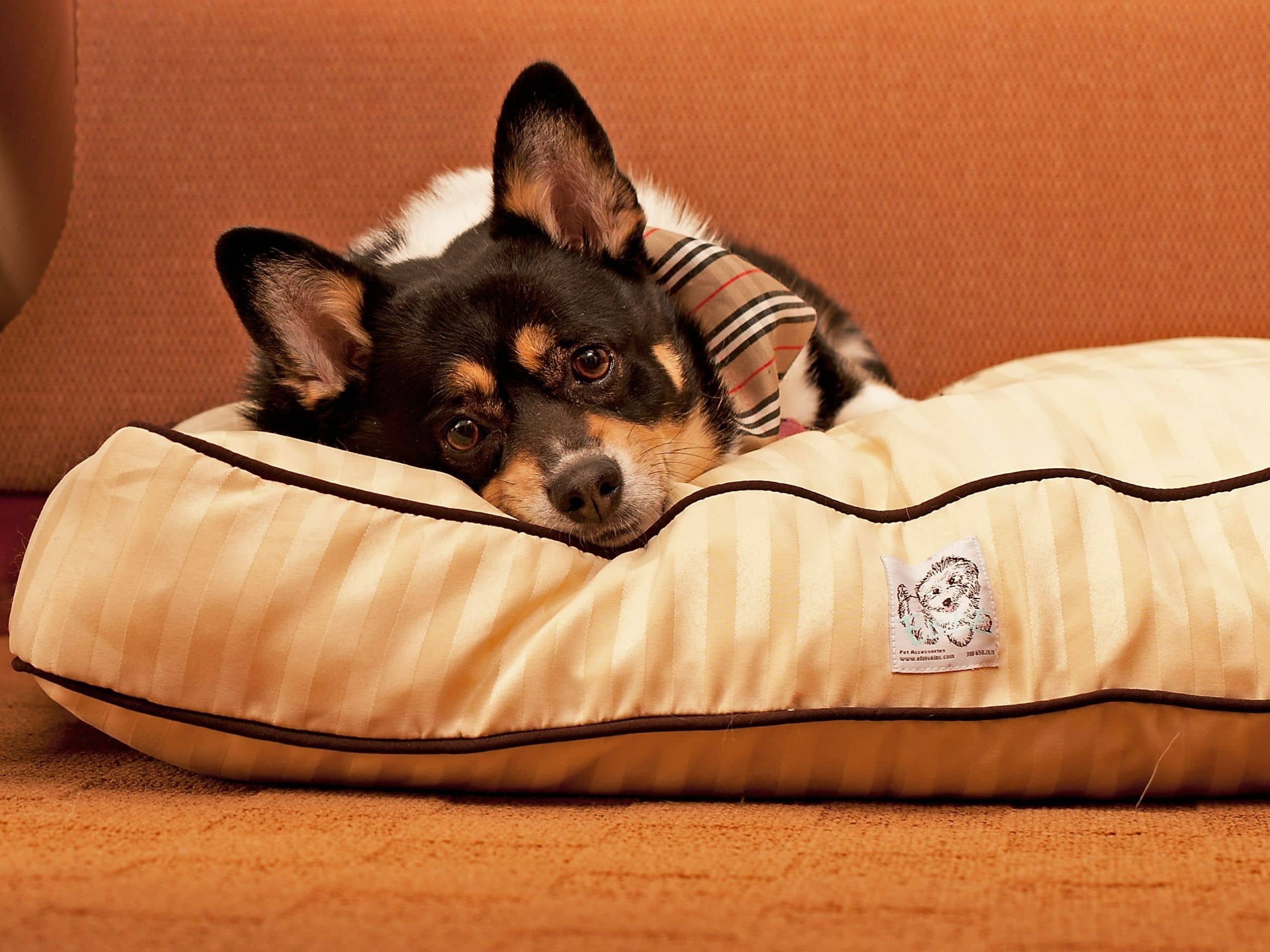 Bordeaux Dog On Bed In Guestroom