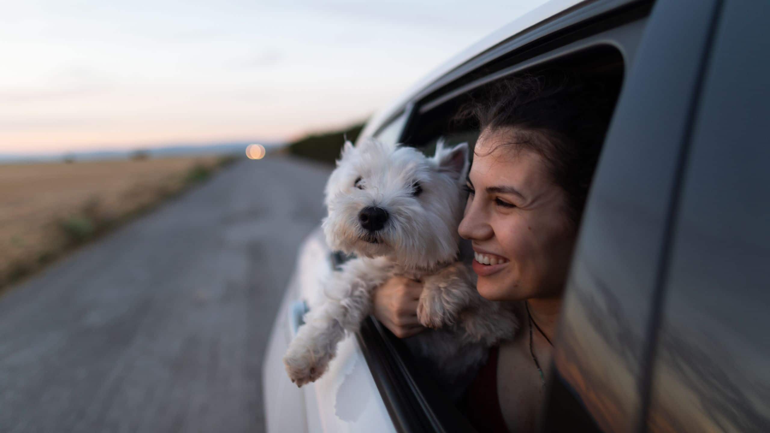 Bordeaux Woman And Dog In Car
