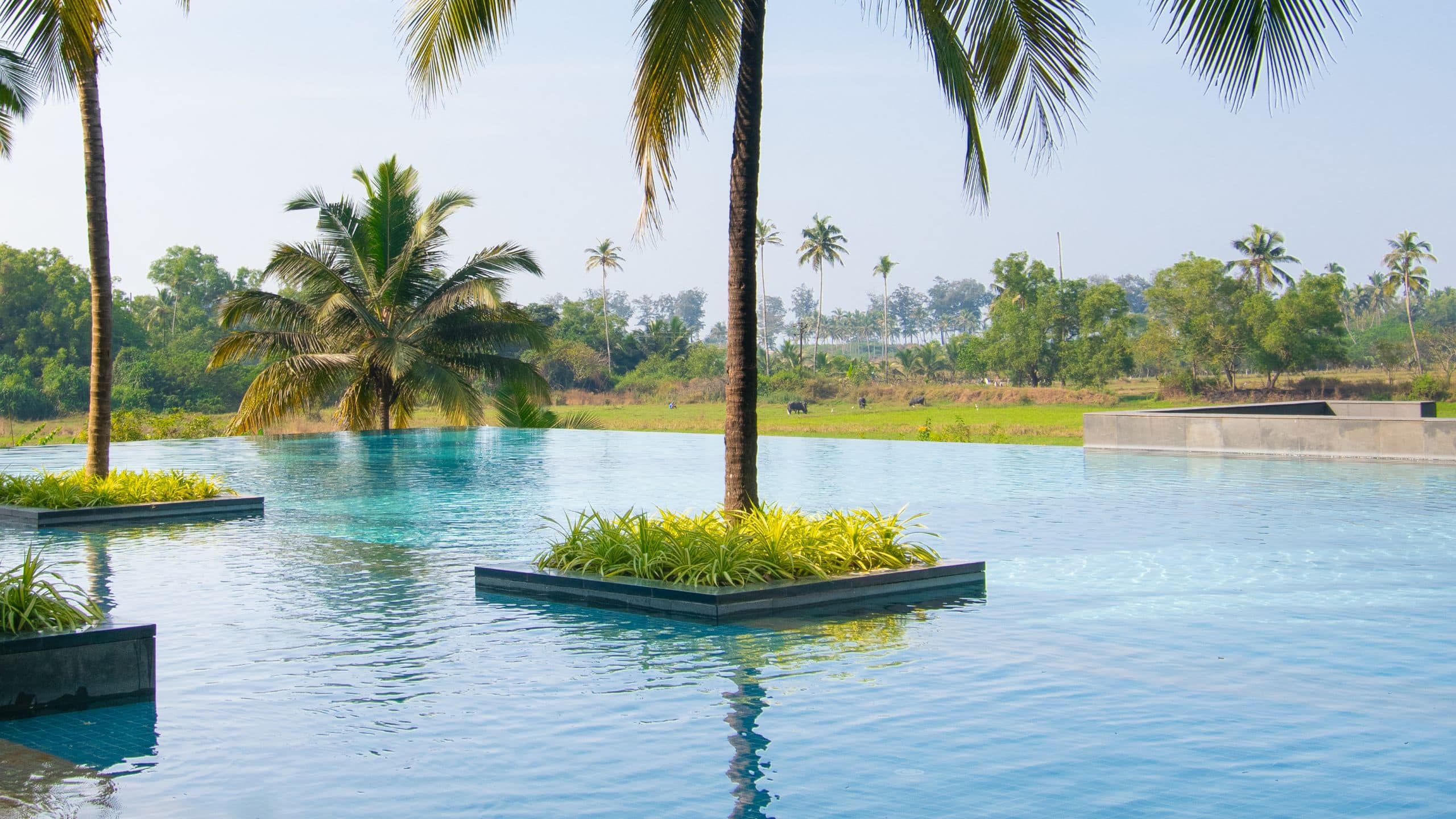 Alila Diwa Goa Infinity Pool Trees