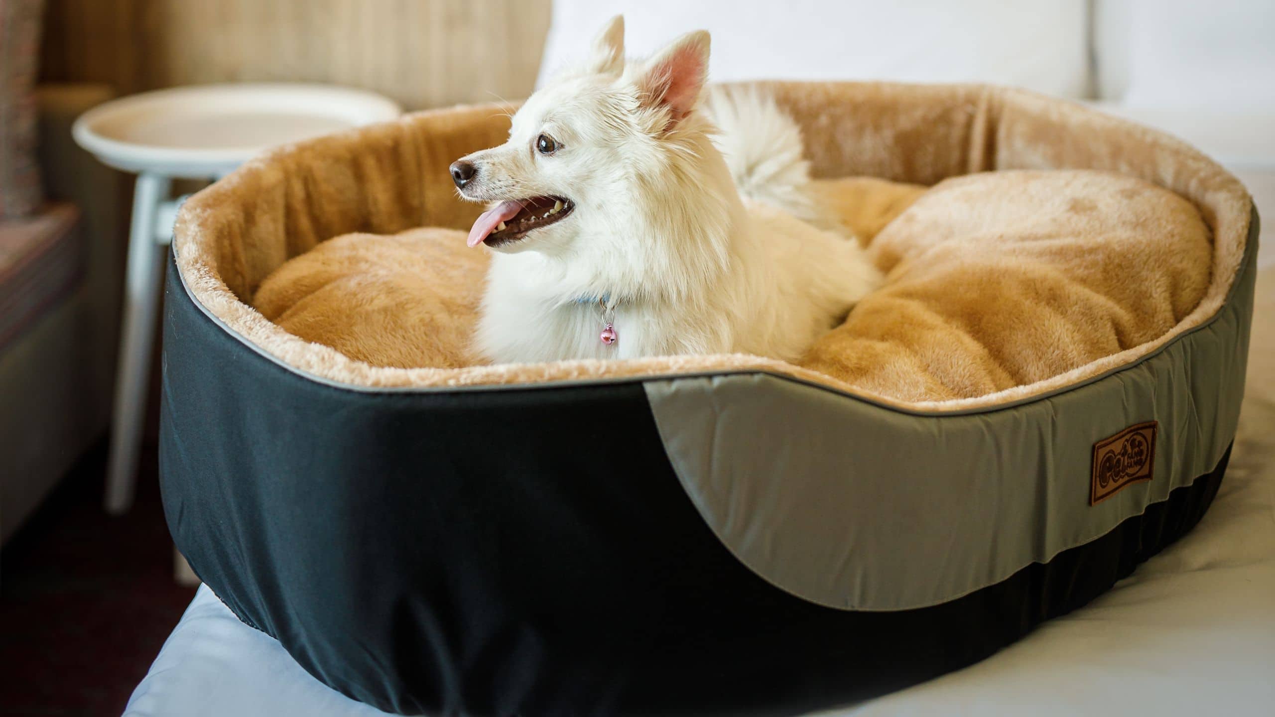 Hyatt Centric Soalteemode Kathmandu Pet Friendly Room