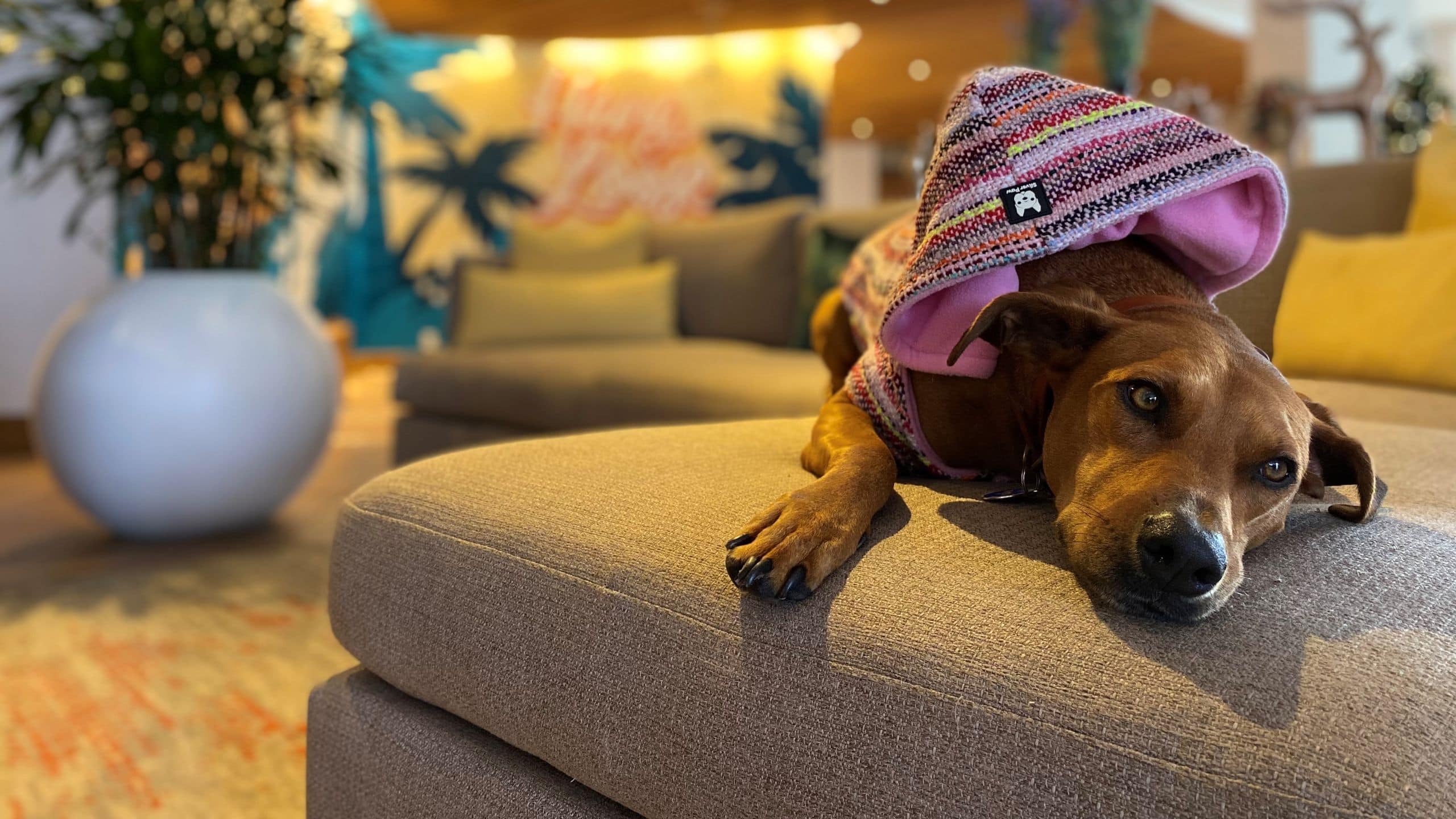 Hyatt Centric Waikiki Beach Nasa Hotel Dog