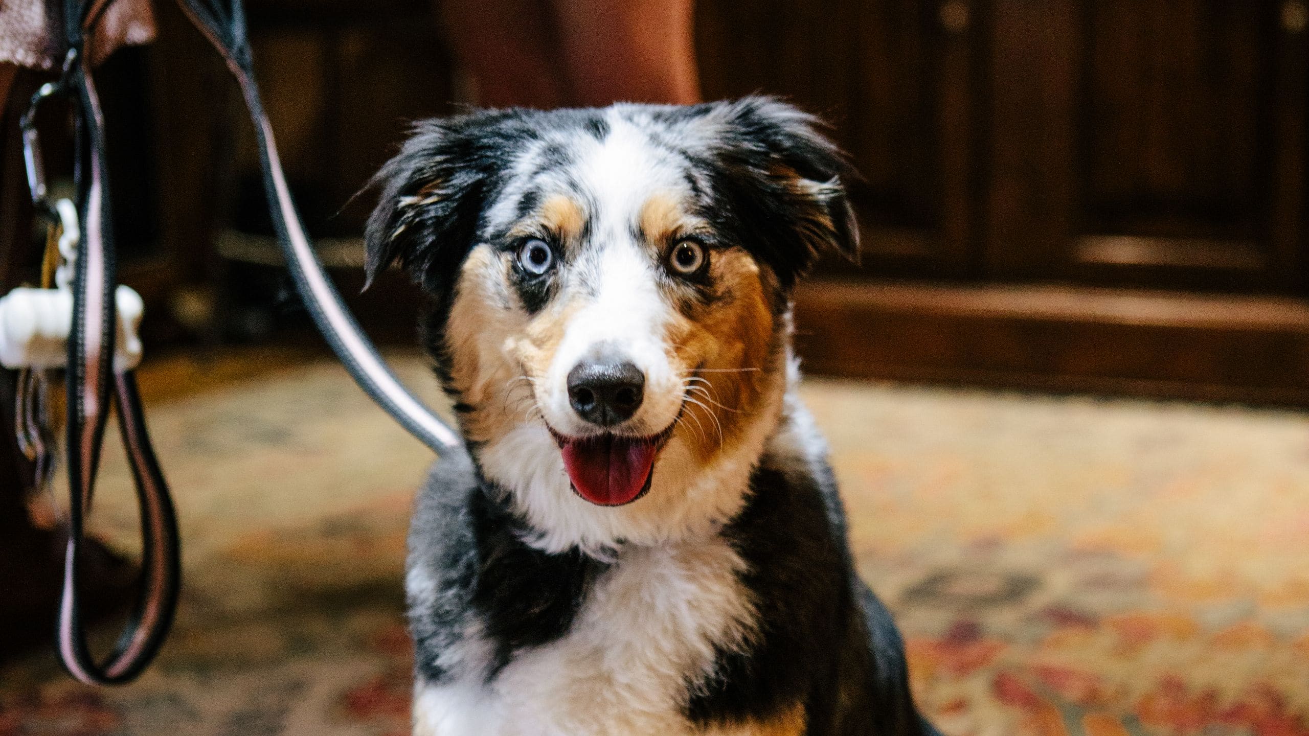 Royal Palms Resort and Spa Dog Check In