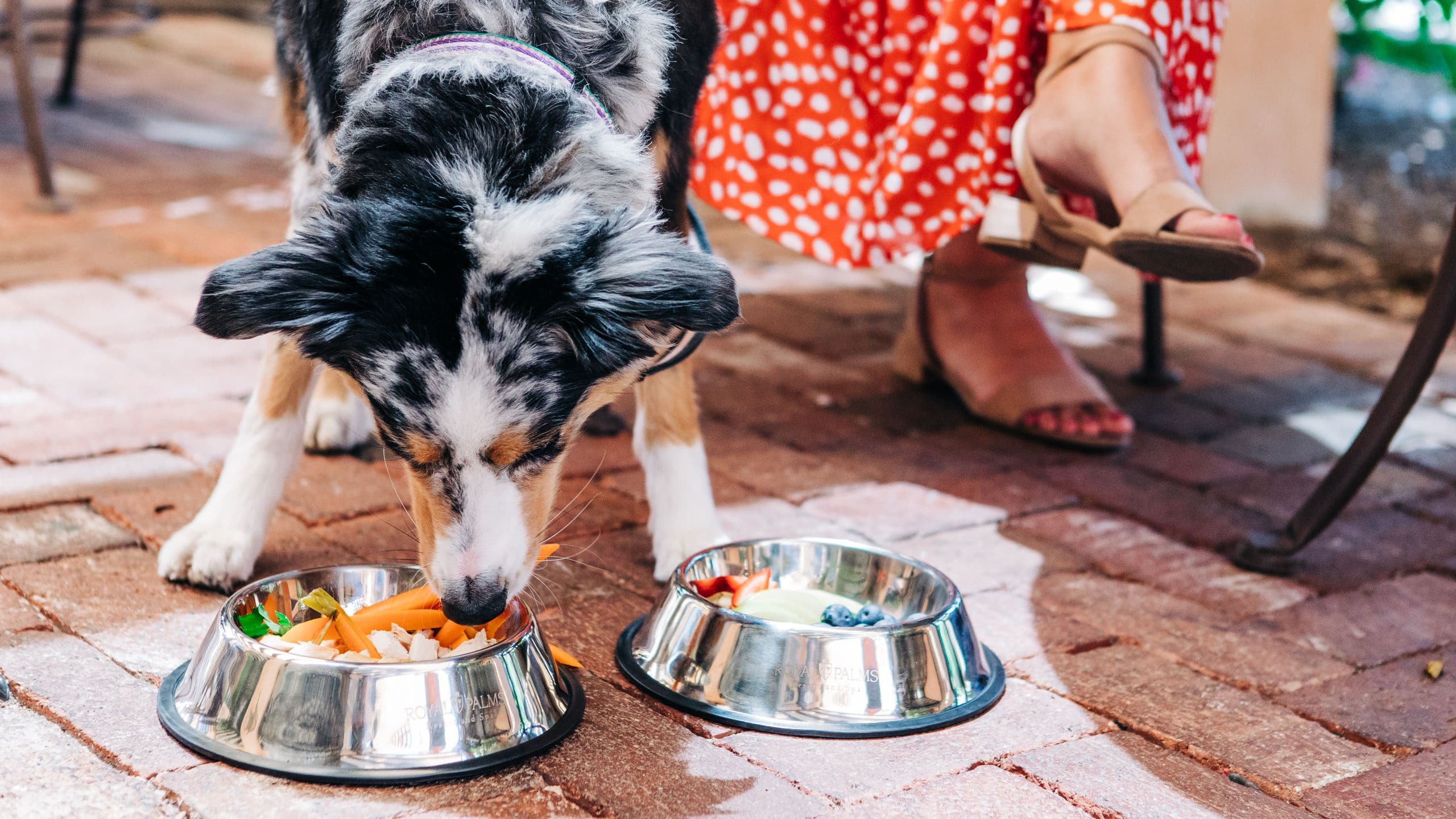 Royal Palms Resort and Spa Dog Eating Drinking Patio